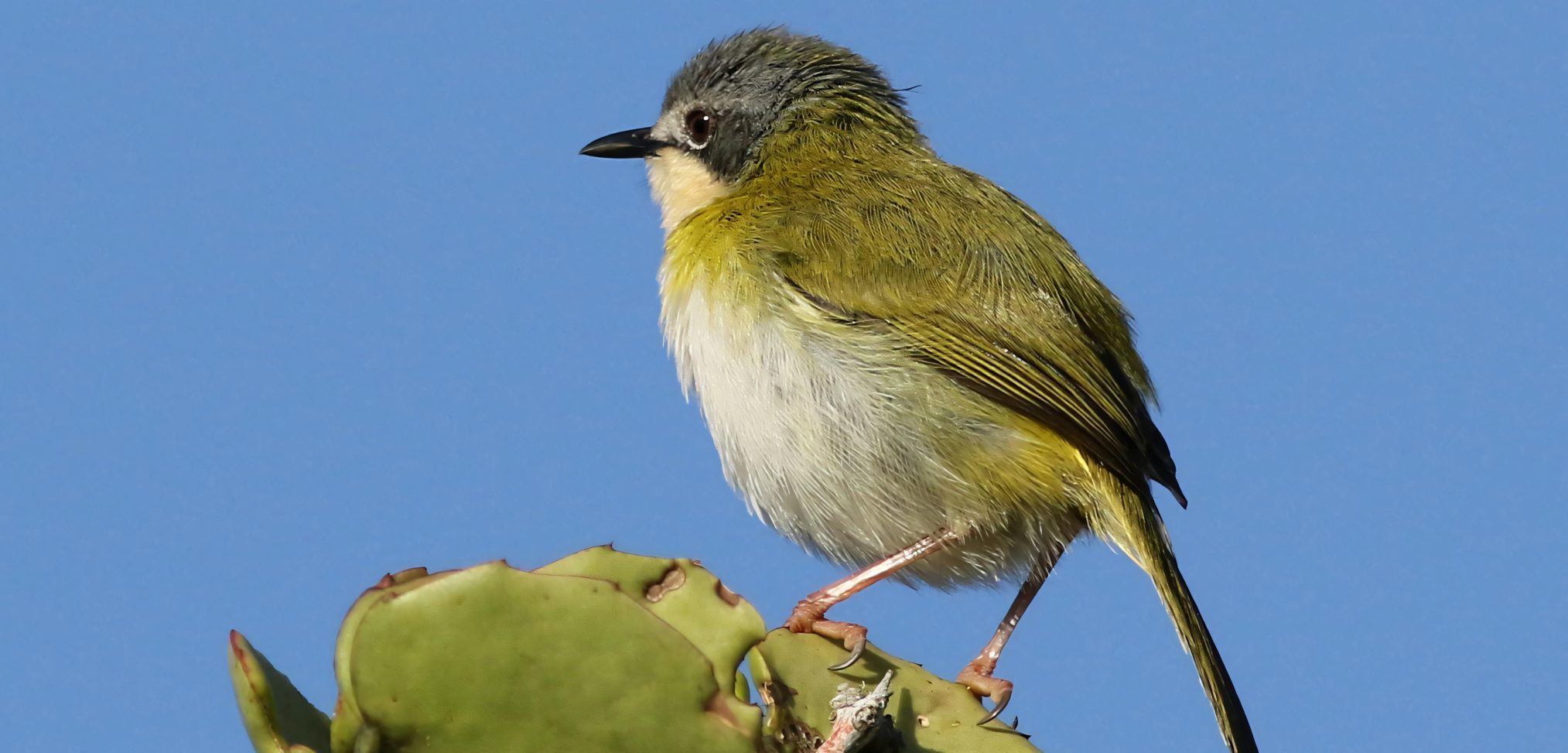 Mountain-Masked Apalis