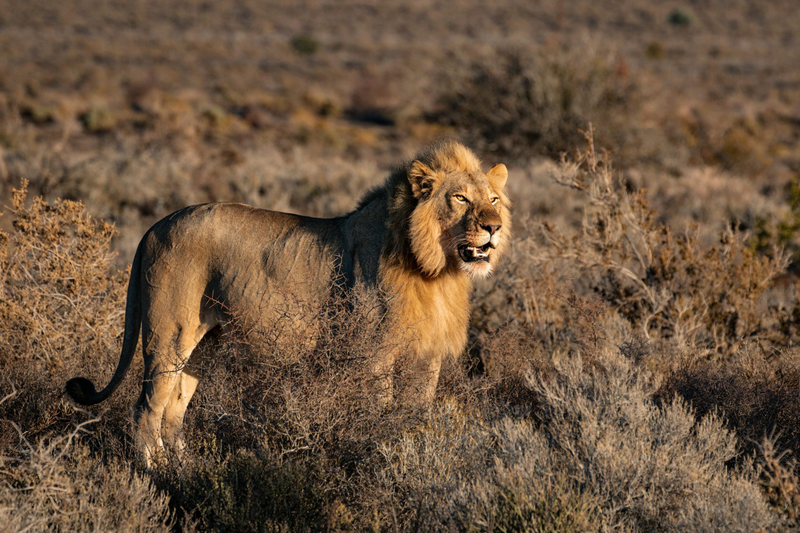 Lion Pride Hierarchy