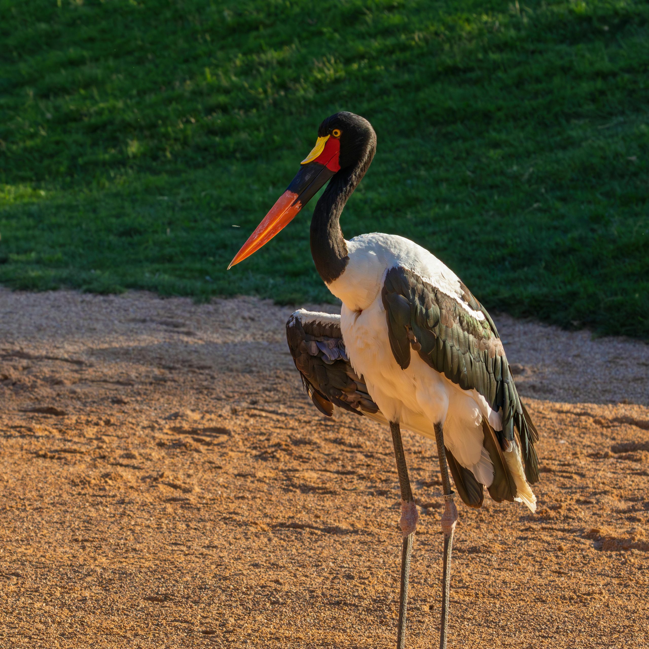 Saddle Billed Stork