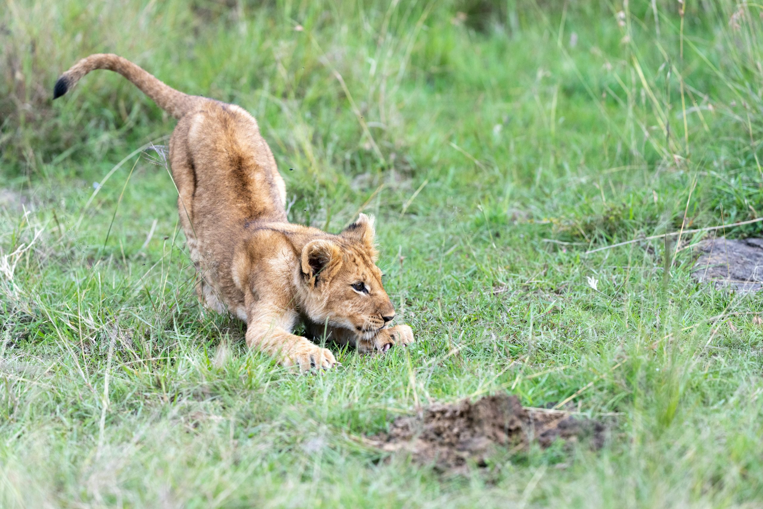 Baby Lion Cubs