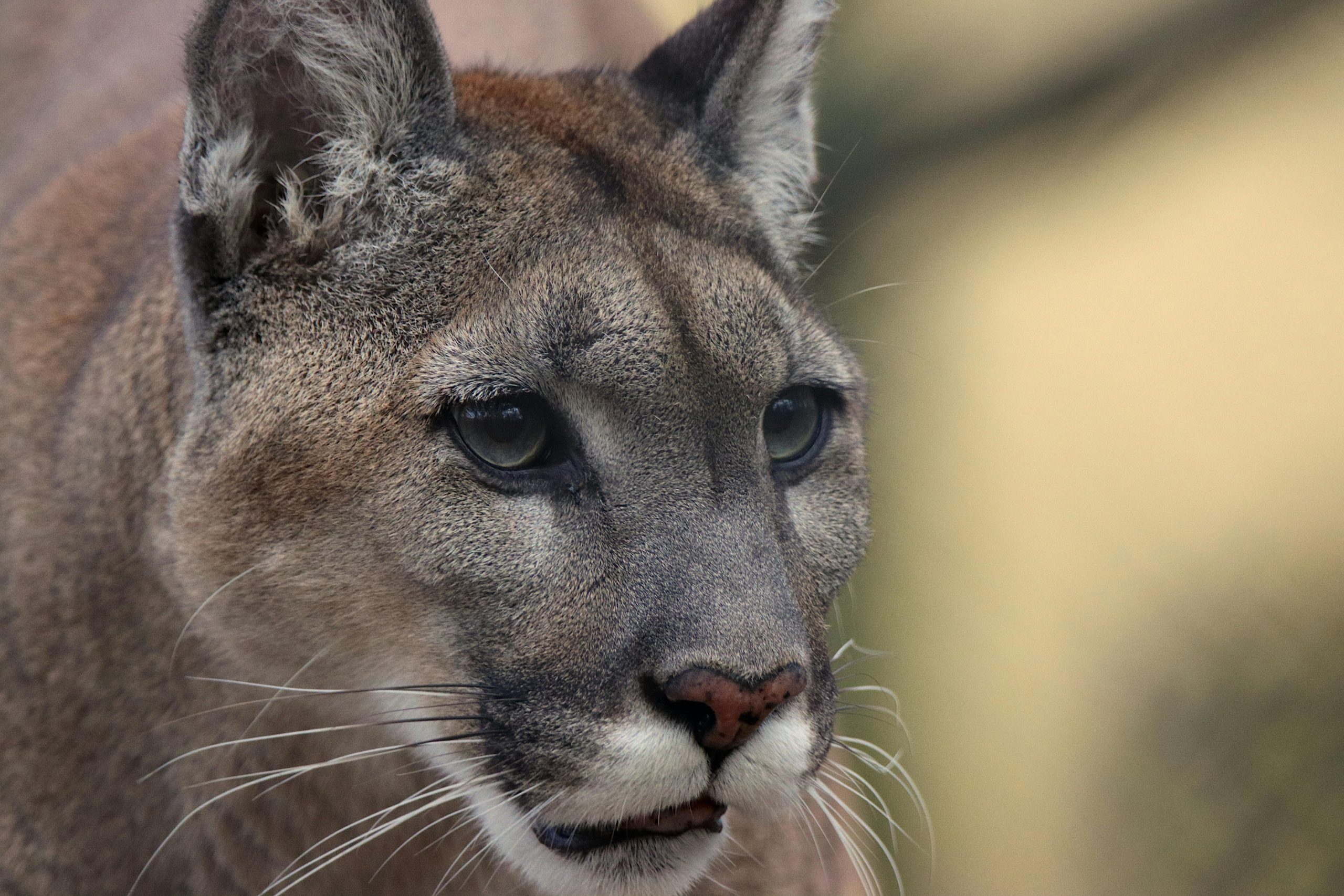 Mountain Lion Range