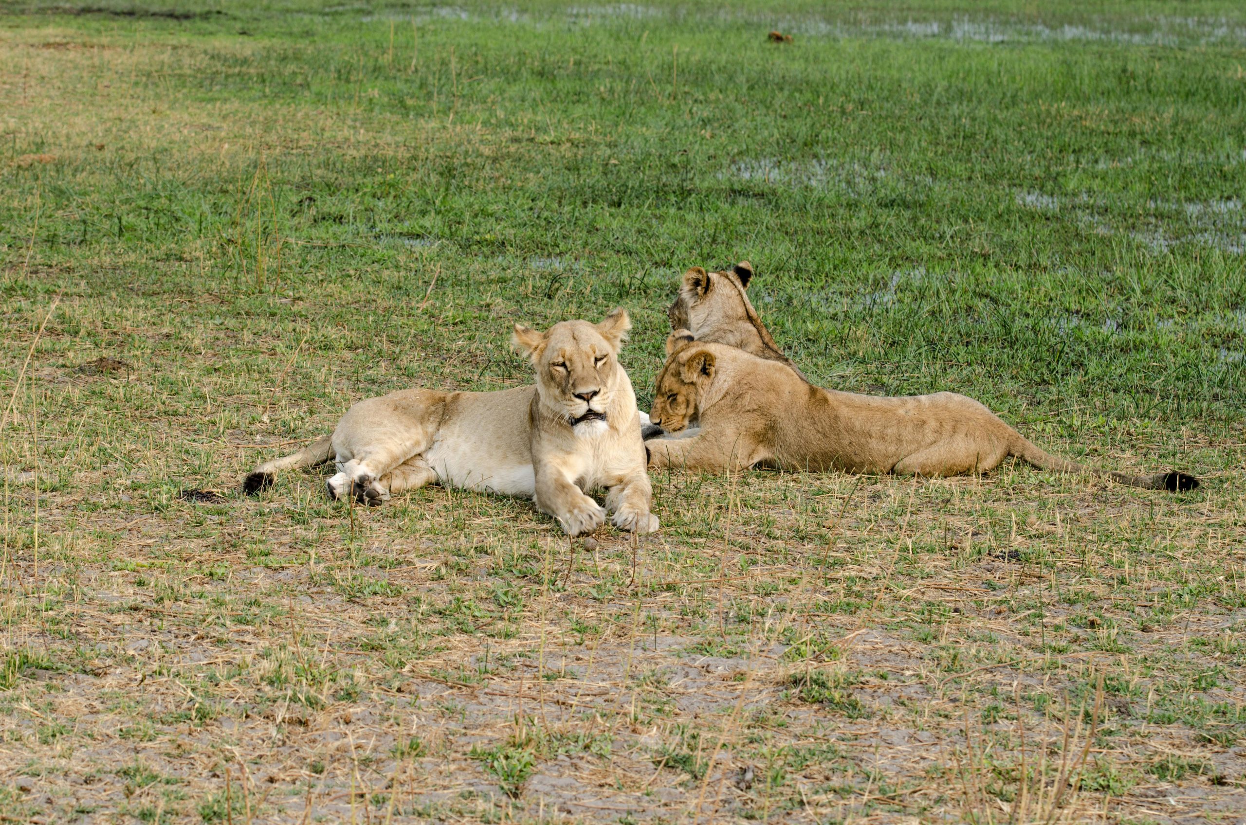 Lion Physical Adaptations