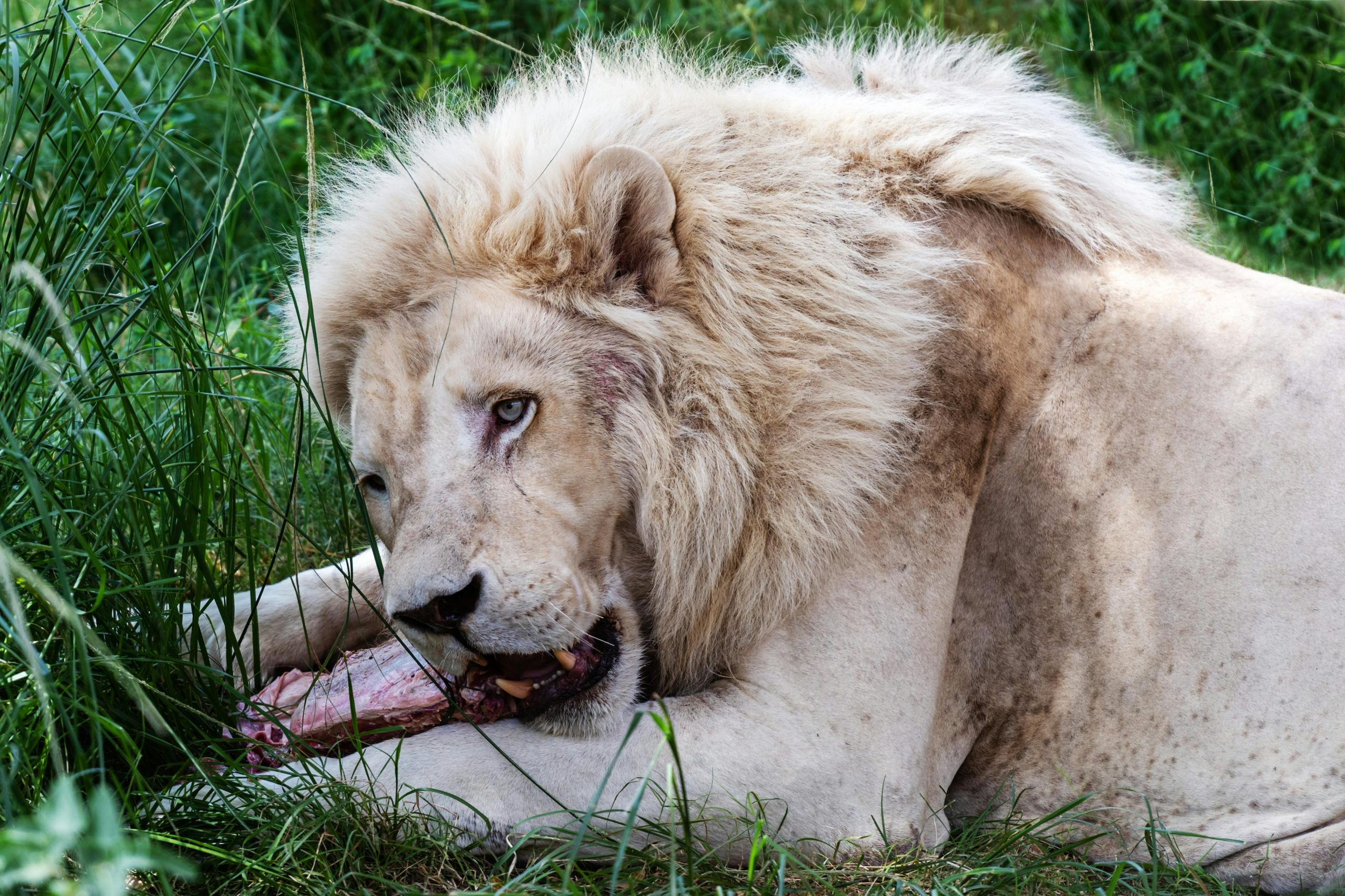 White Lion Habitat