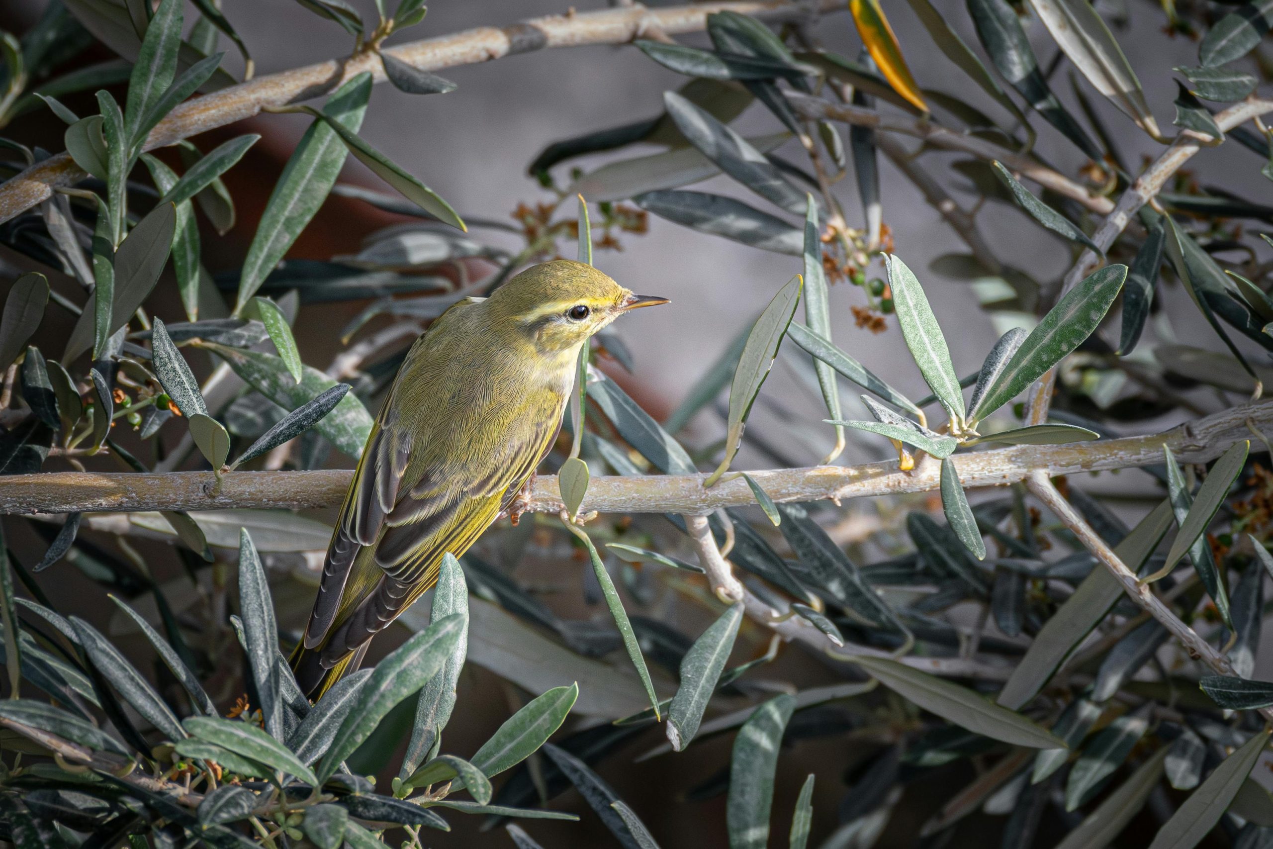Neumann's Warbler