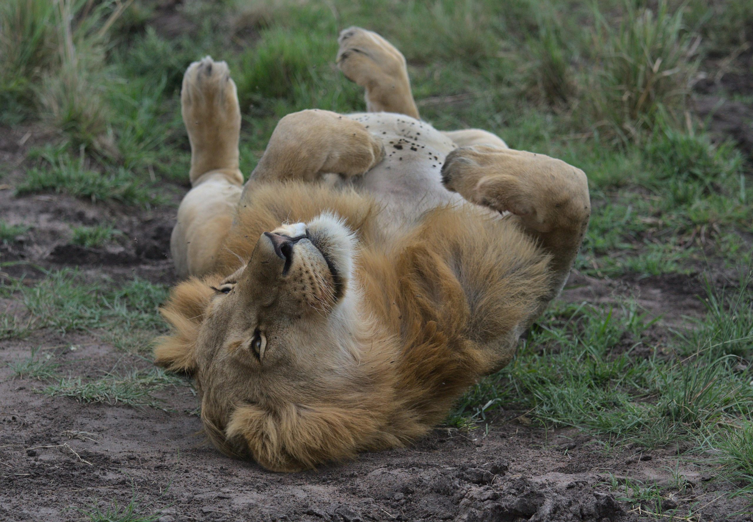 Are Lions Endangered