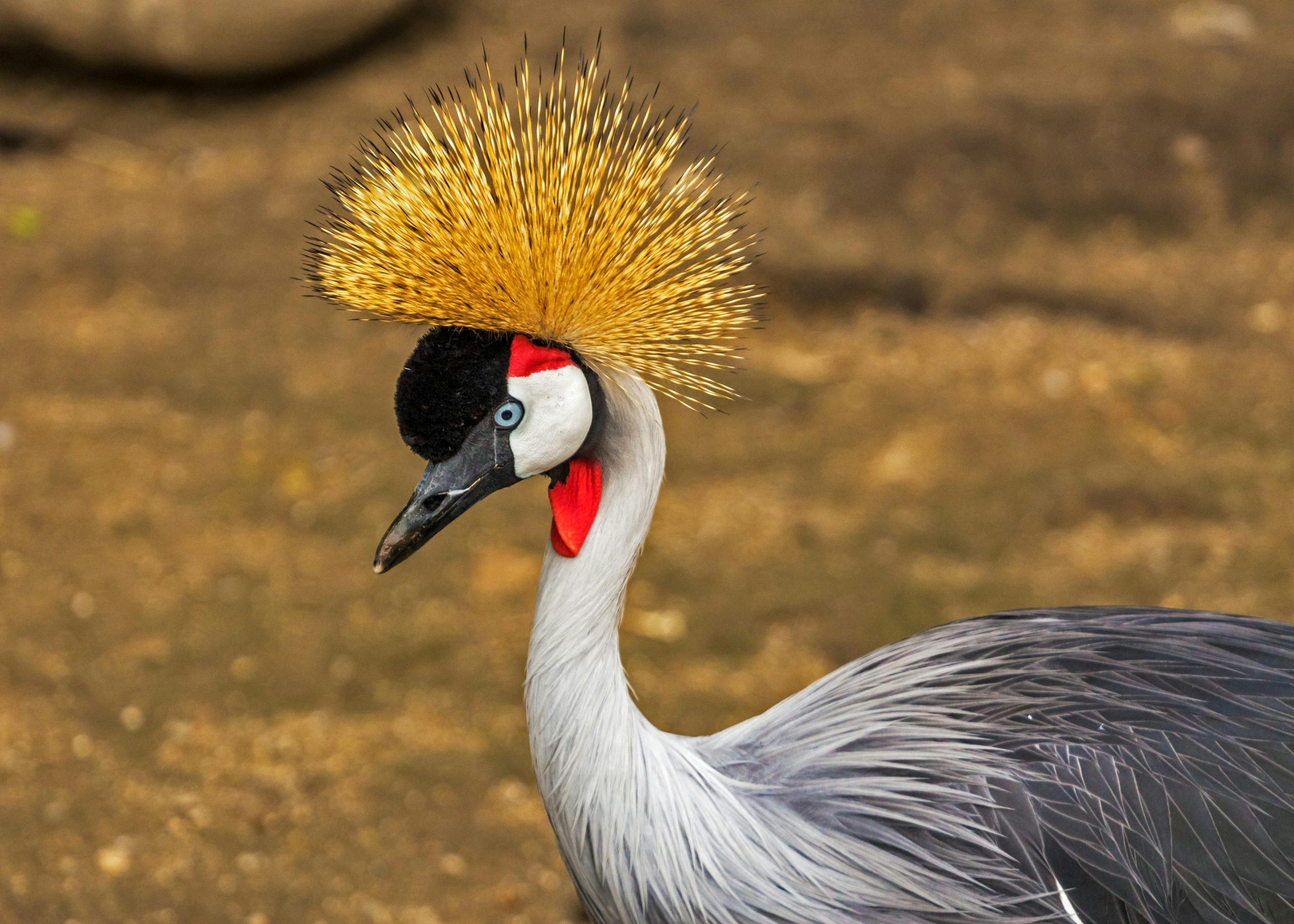 Crested Crane Uganda Turkana Wildlife Safaris crested-crane-uganda-turkana-wildlife-safaris