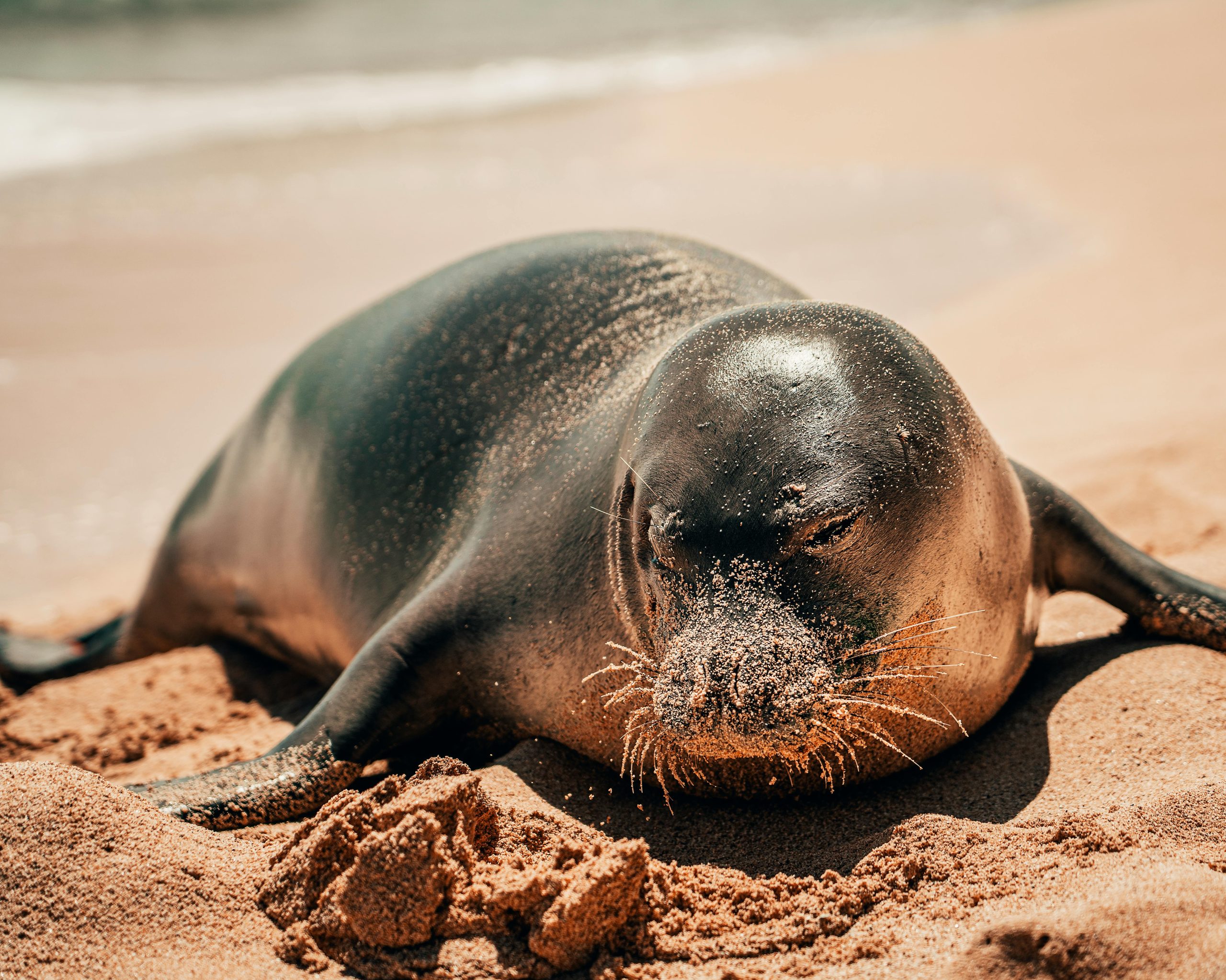 Sea Lion Diet