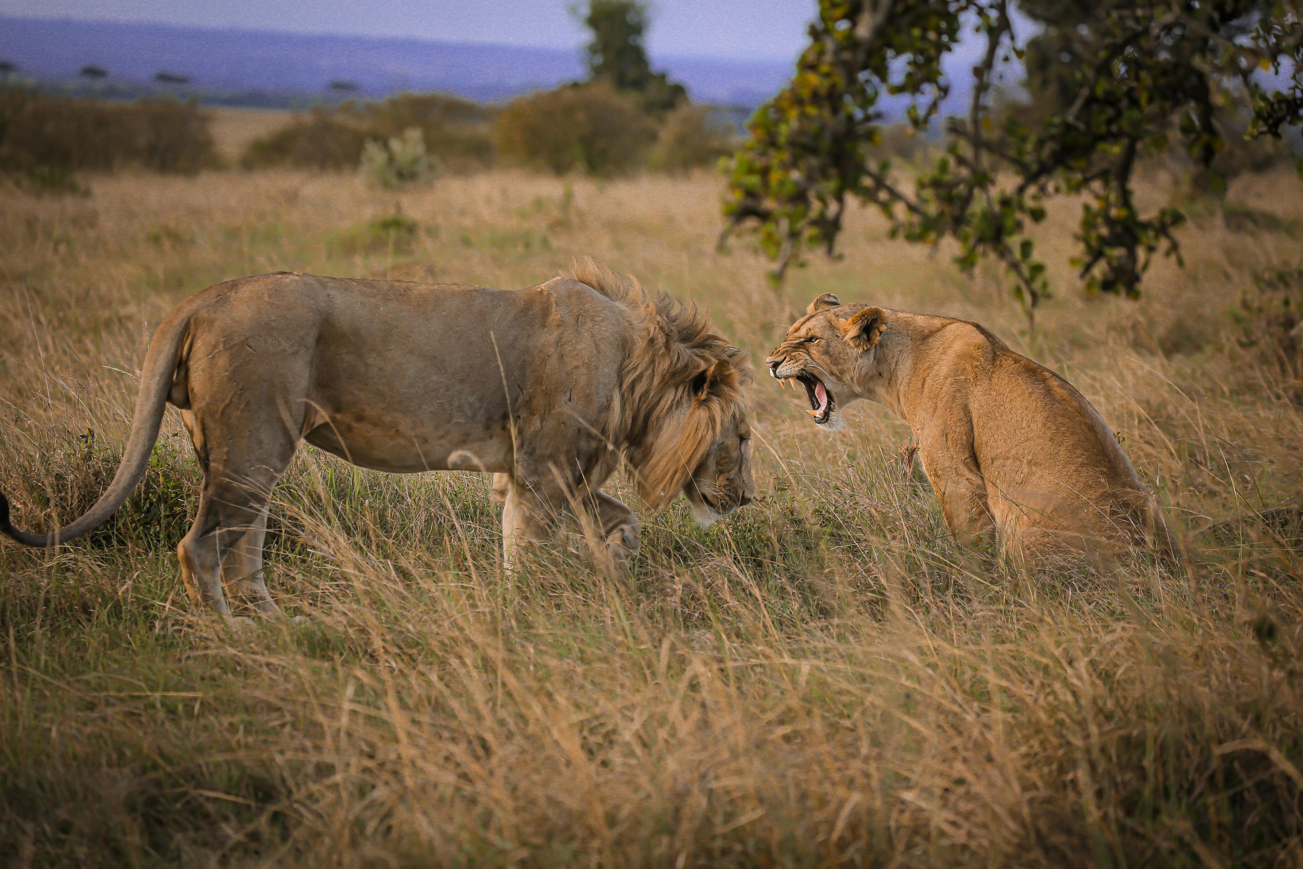 Female Lion Name