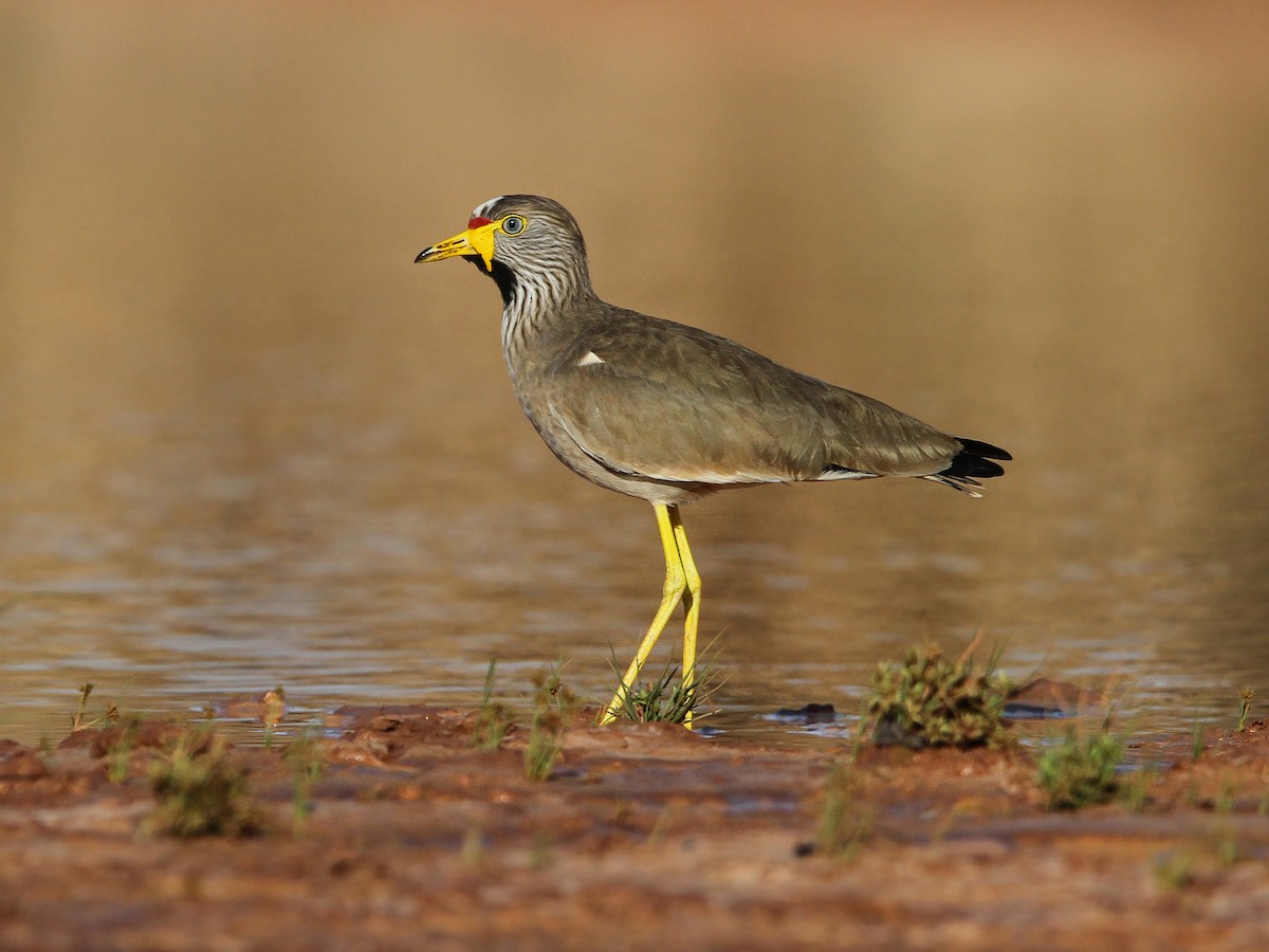 African Wattled Lapwing