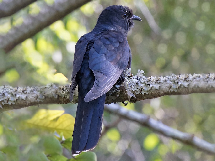 Black Cuckoo