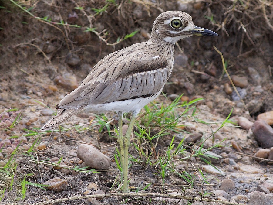 Water Thick-knee