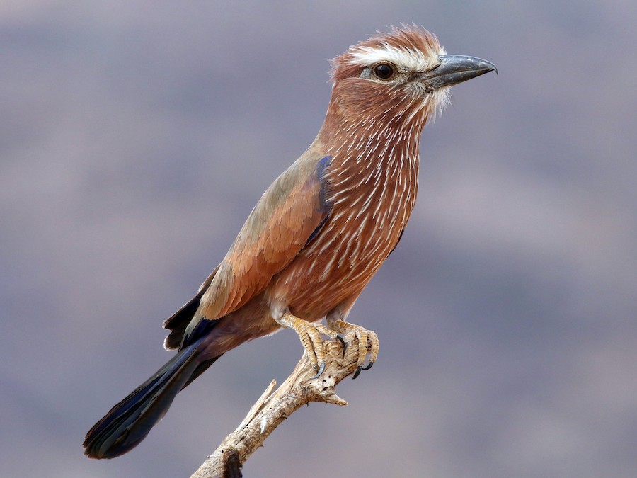 Rufous-crowned Roller