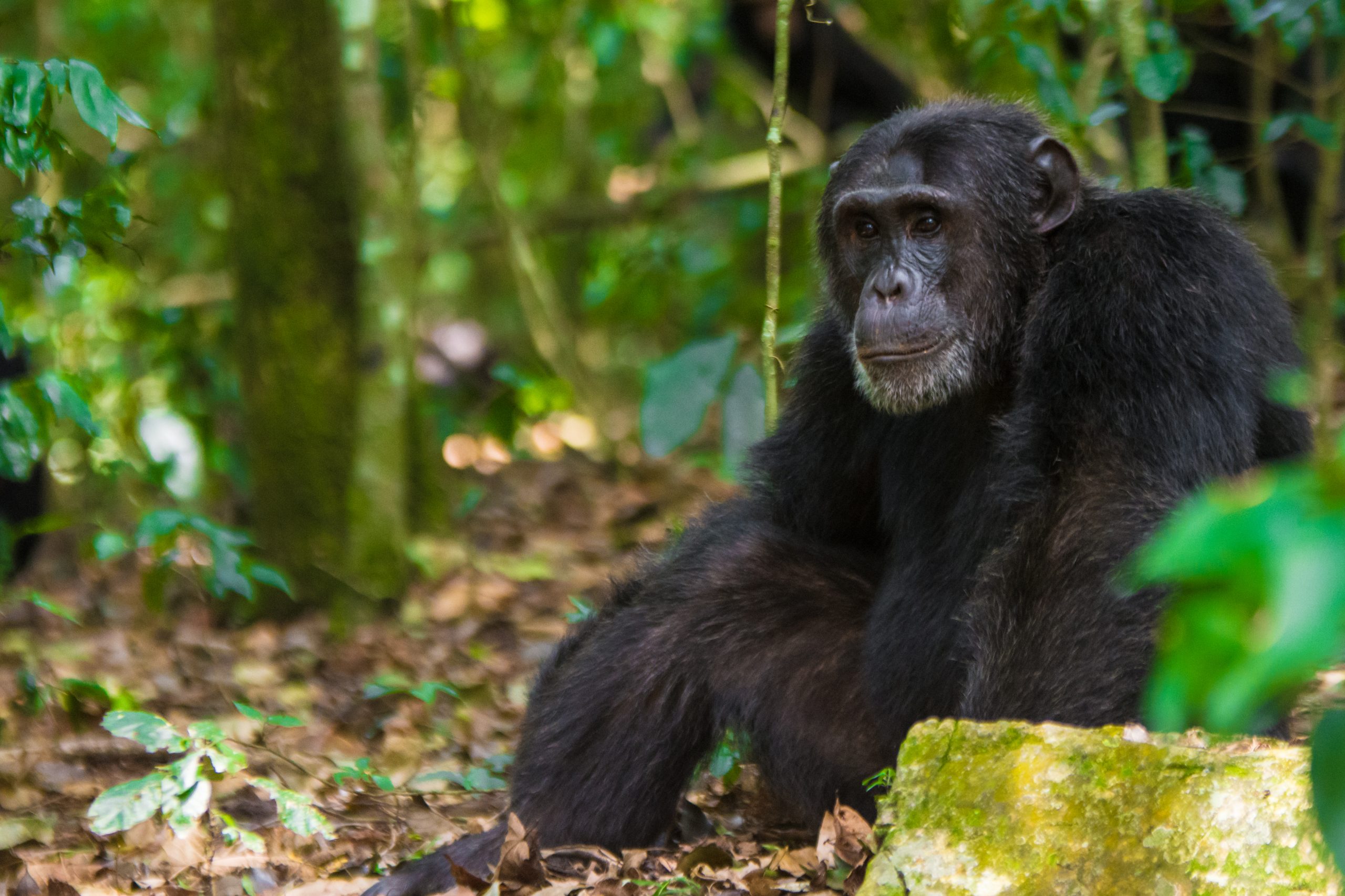Kibale Forest Chimpanzee Tracking