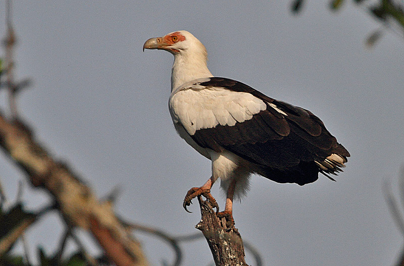 Palm-nut Vulture