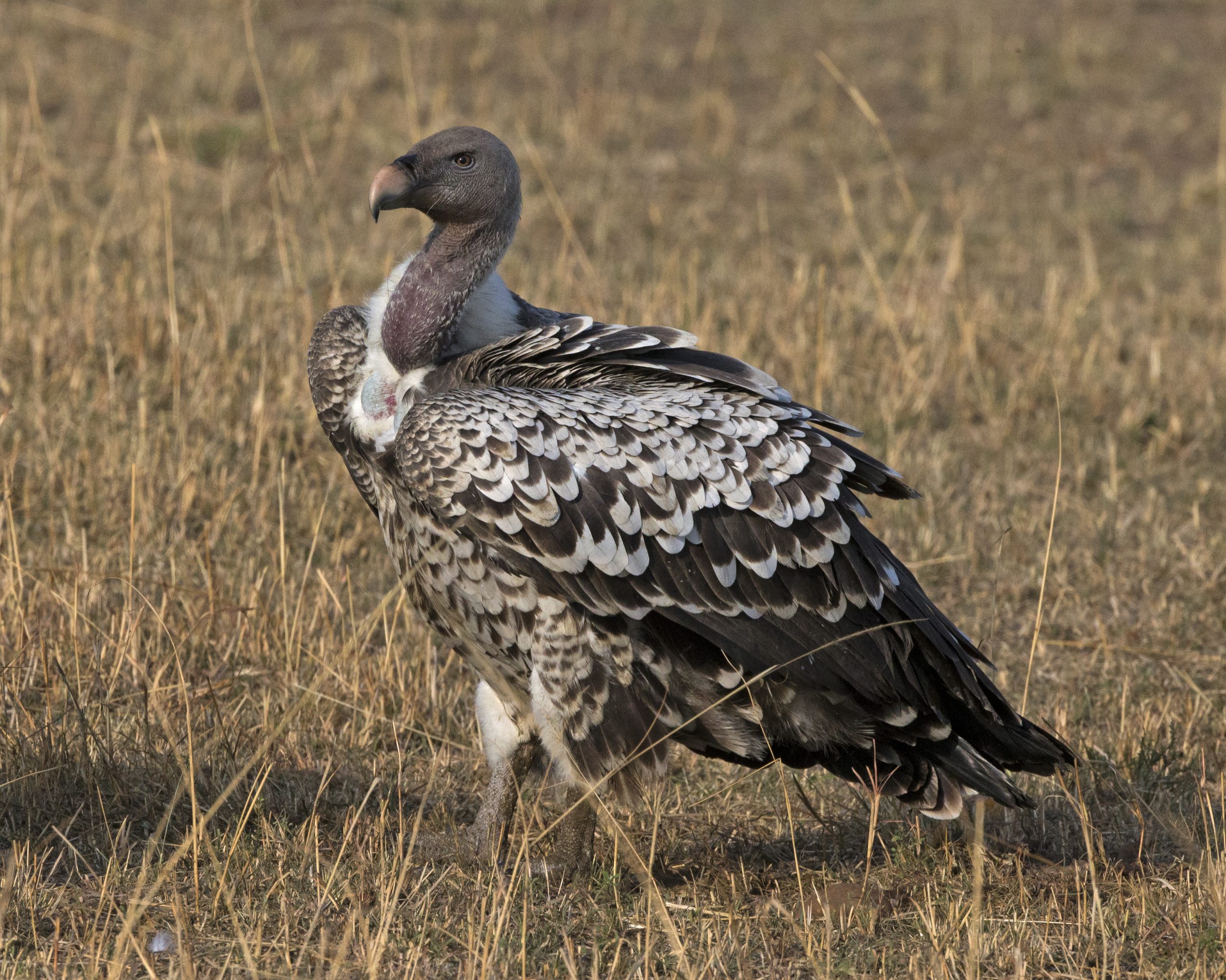 Ruppell's Griffon Vulture