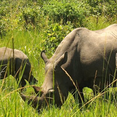 8 Days Uganda Best Safari Experience