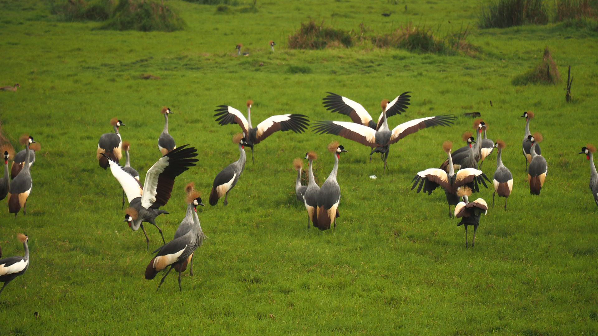 Bird Watching Guides Uganda