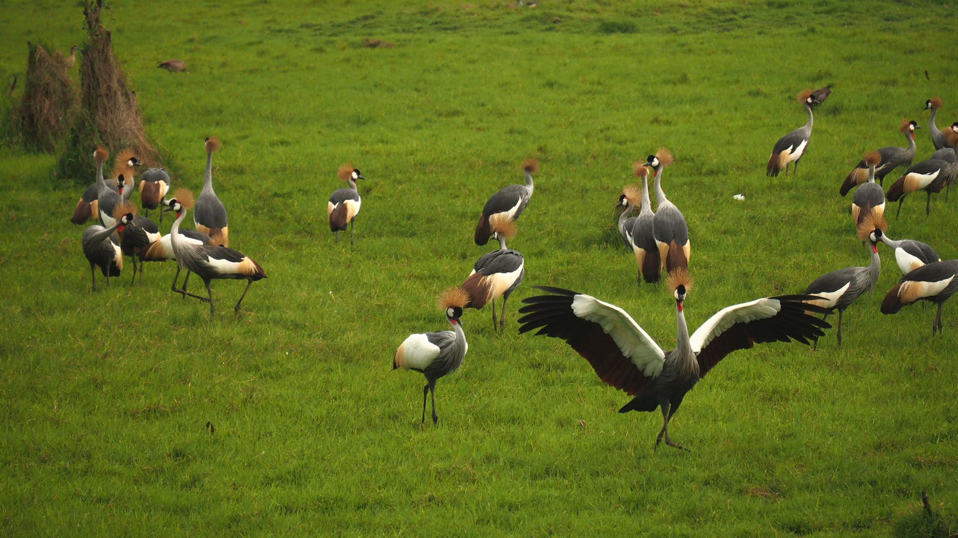 10-Days Uganda Birding Safari