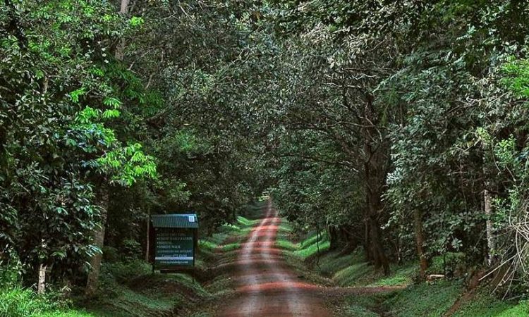 Budongo Forest Reserve