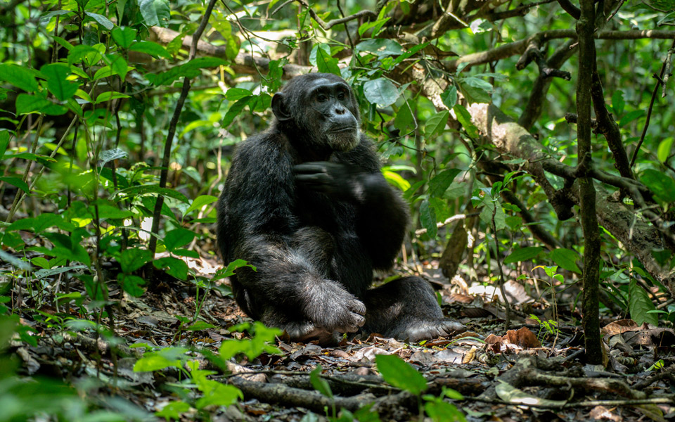 Chimpanzee Tracking Uganda