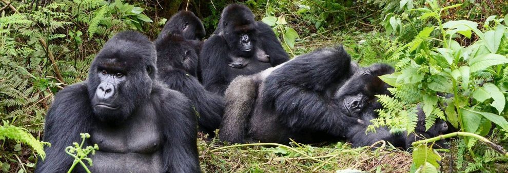 7-Days Uganda Safari