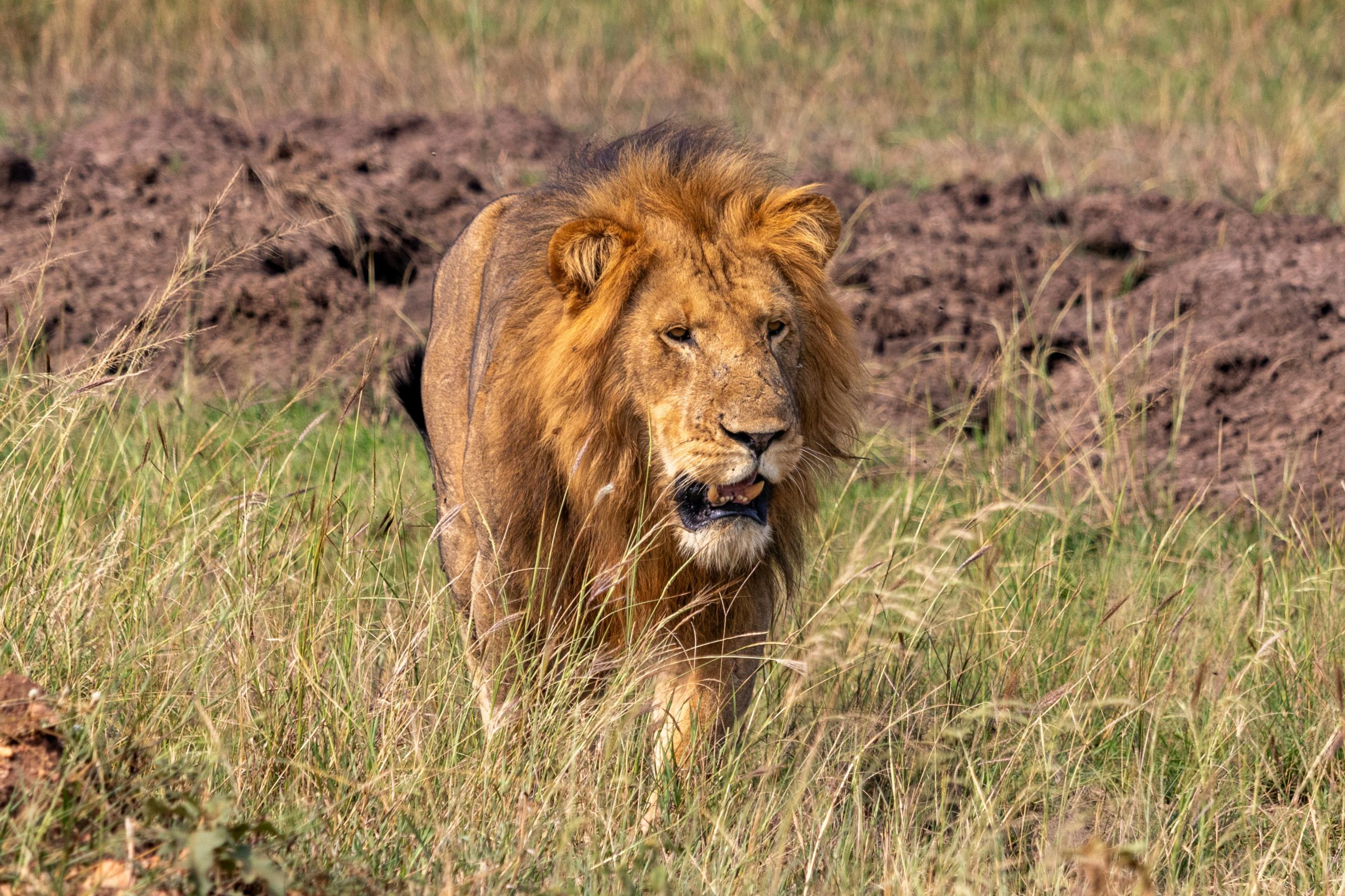 3 Days Queen Elizabeth Safari