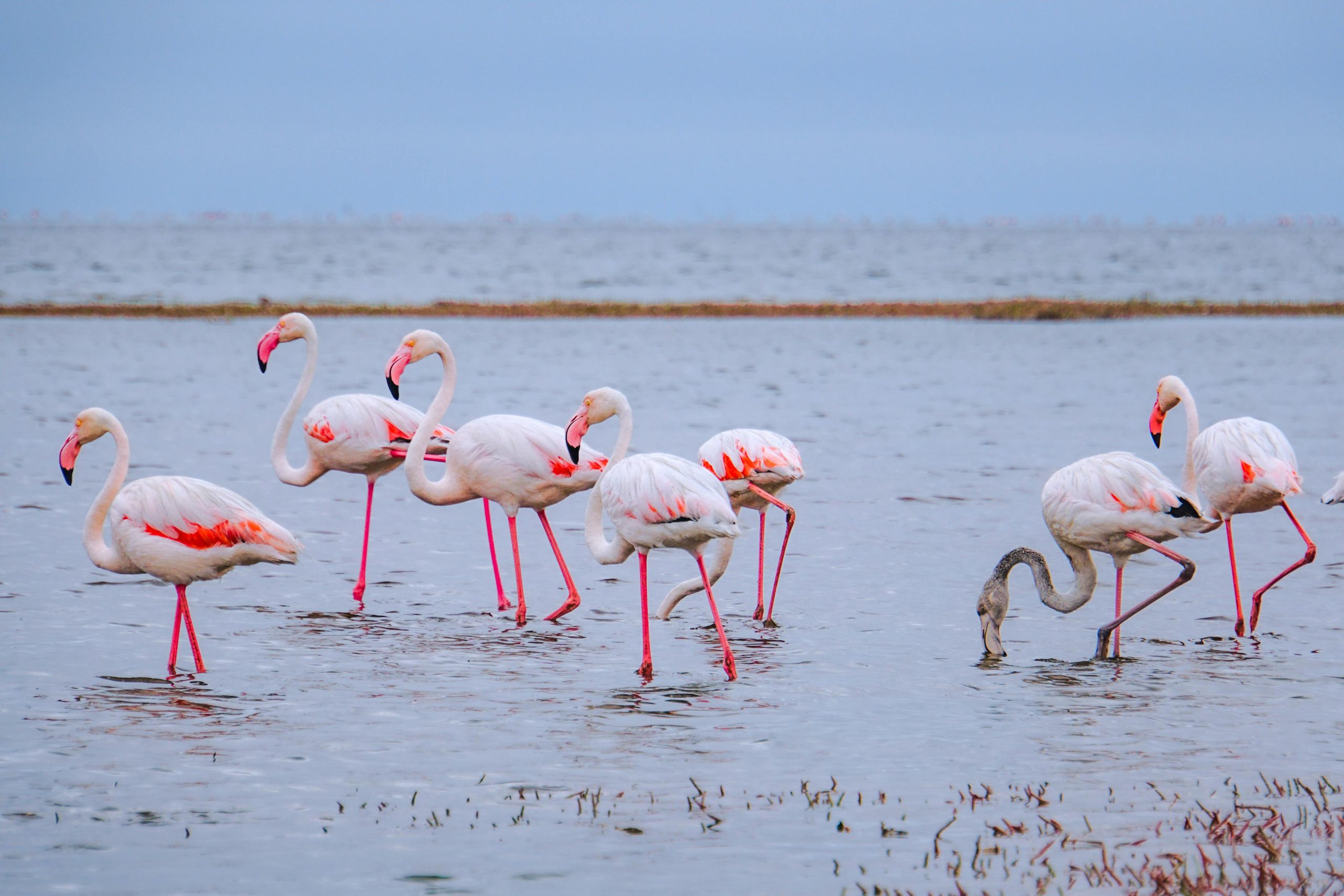 Flamingo Safari