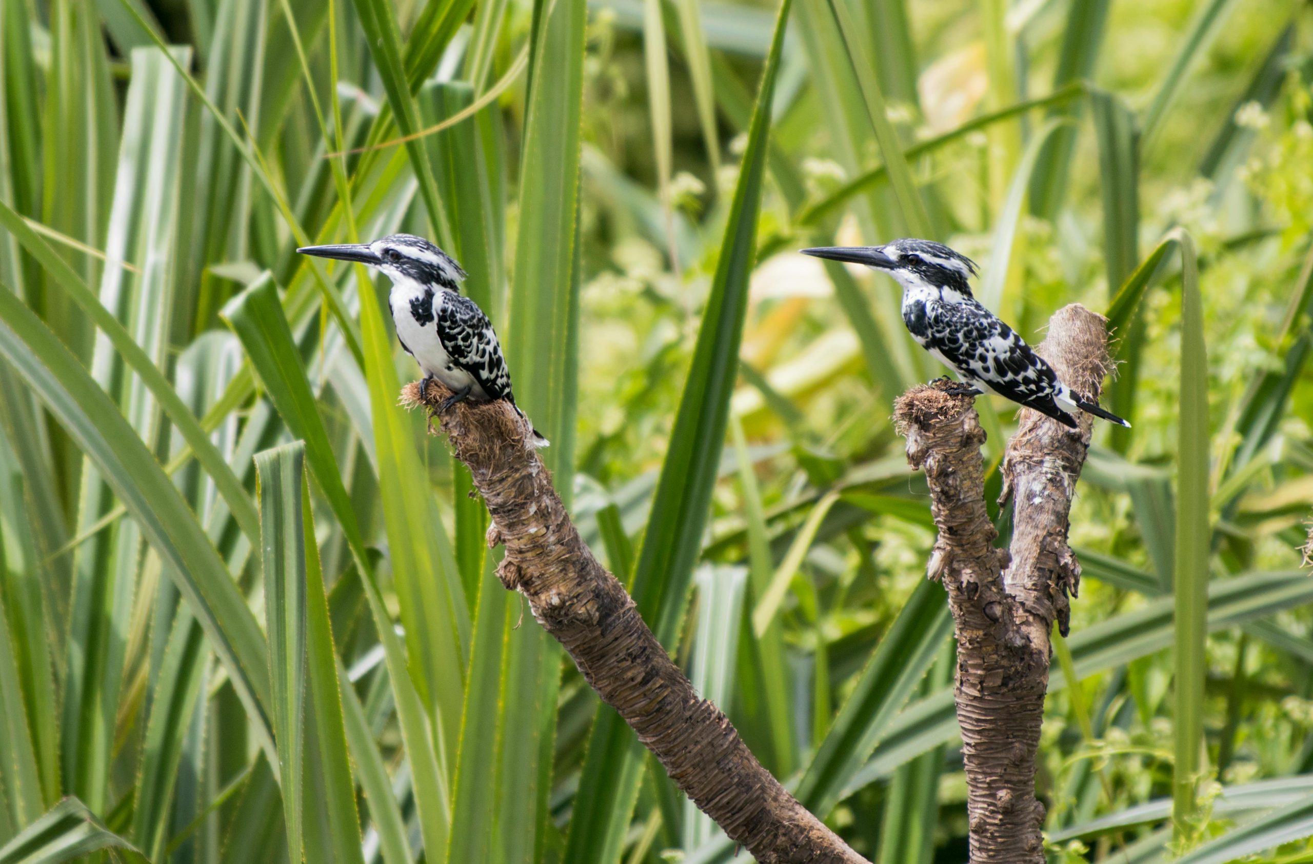 Pied Kingfisher