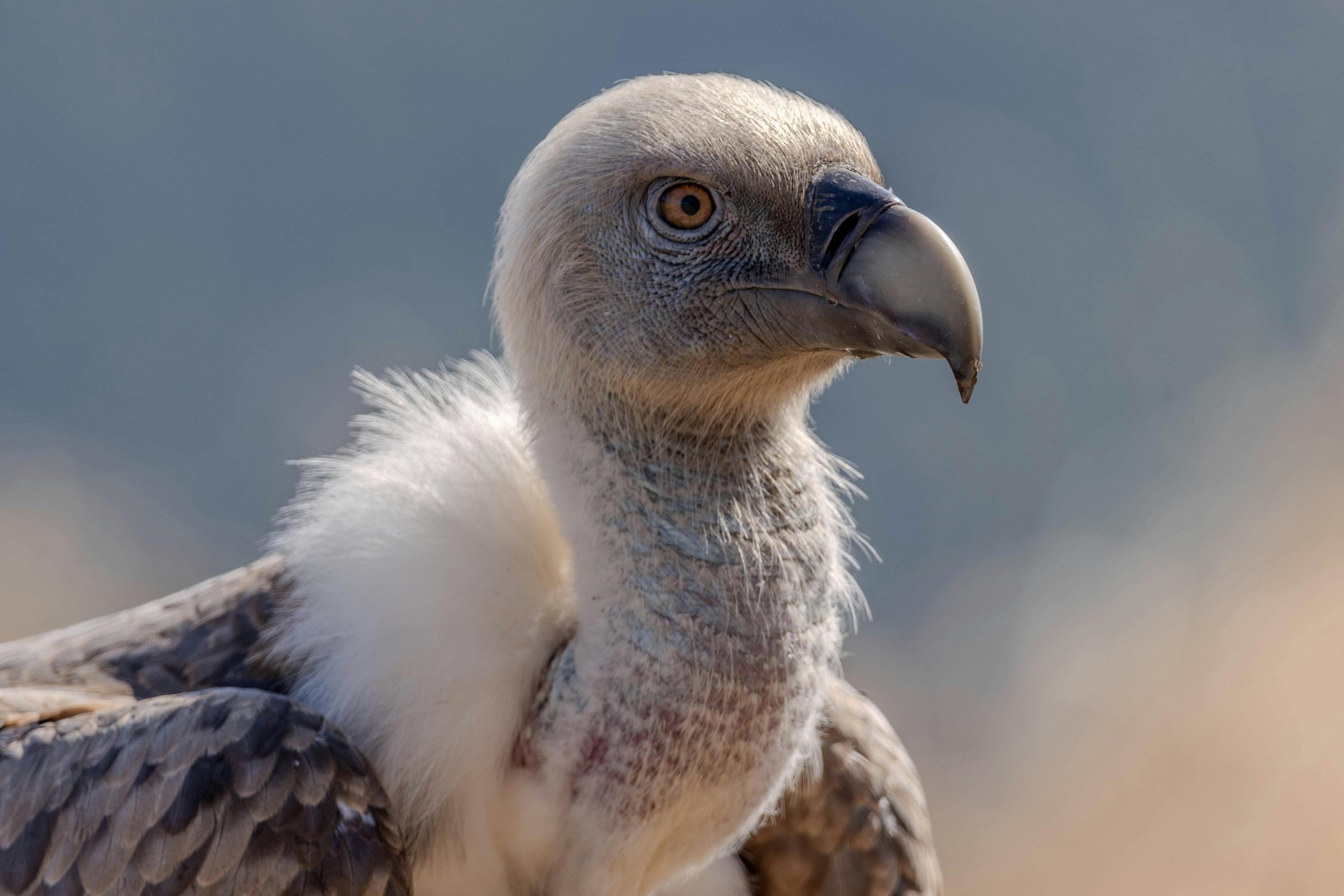 White-headed Vulture