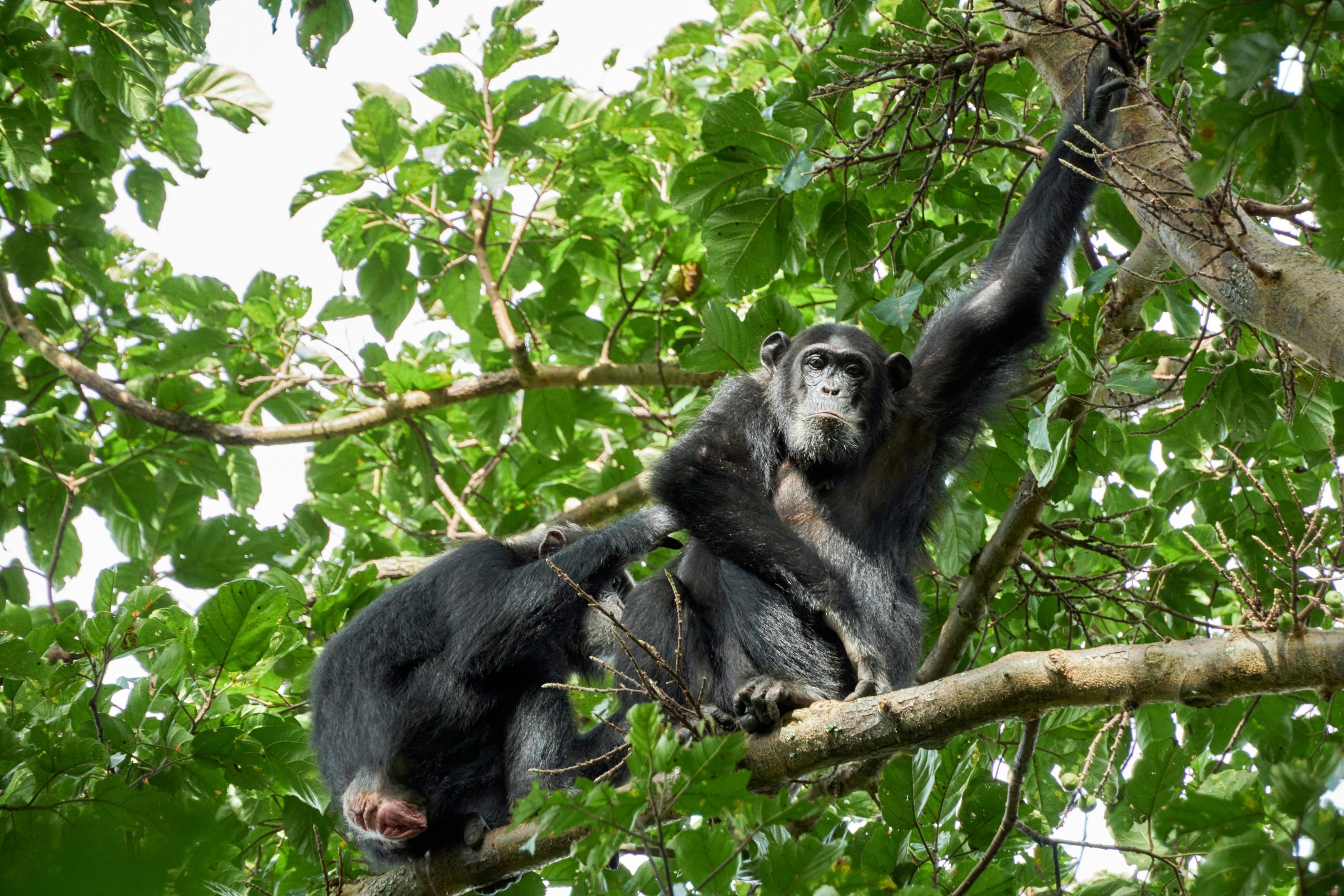 7 Days Uganda Primates Safari