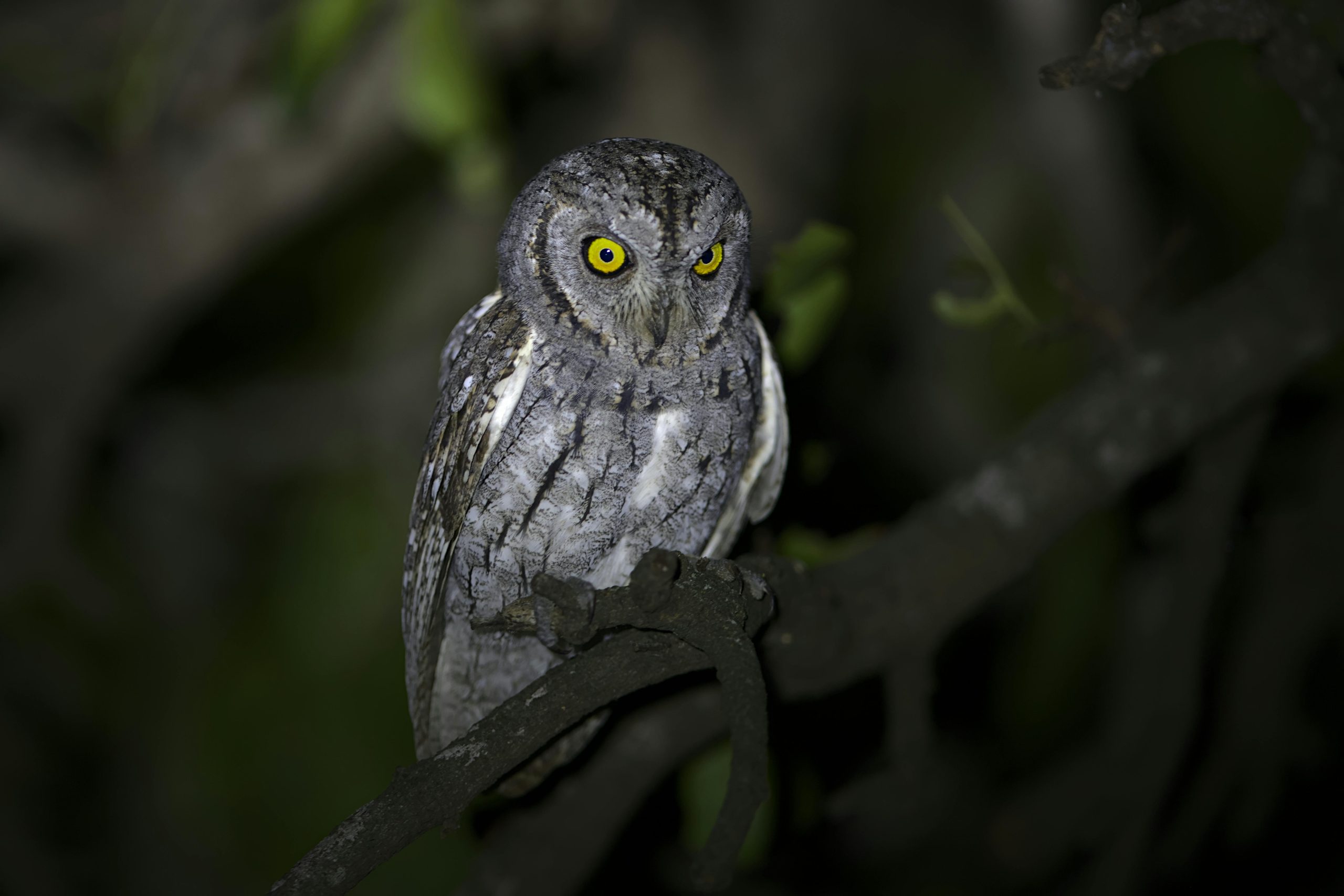 African Scops Owl
