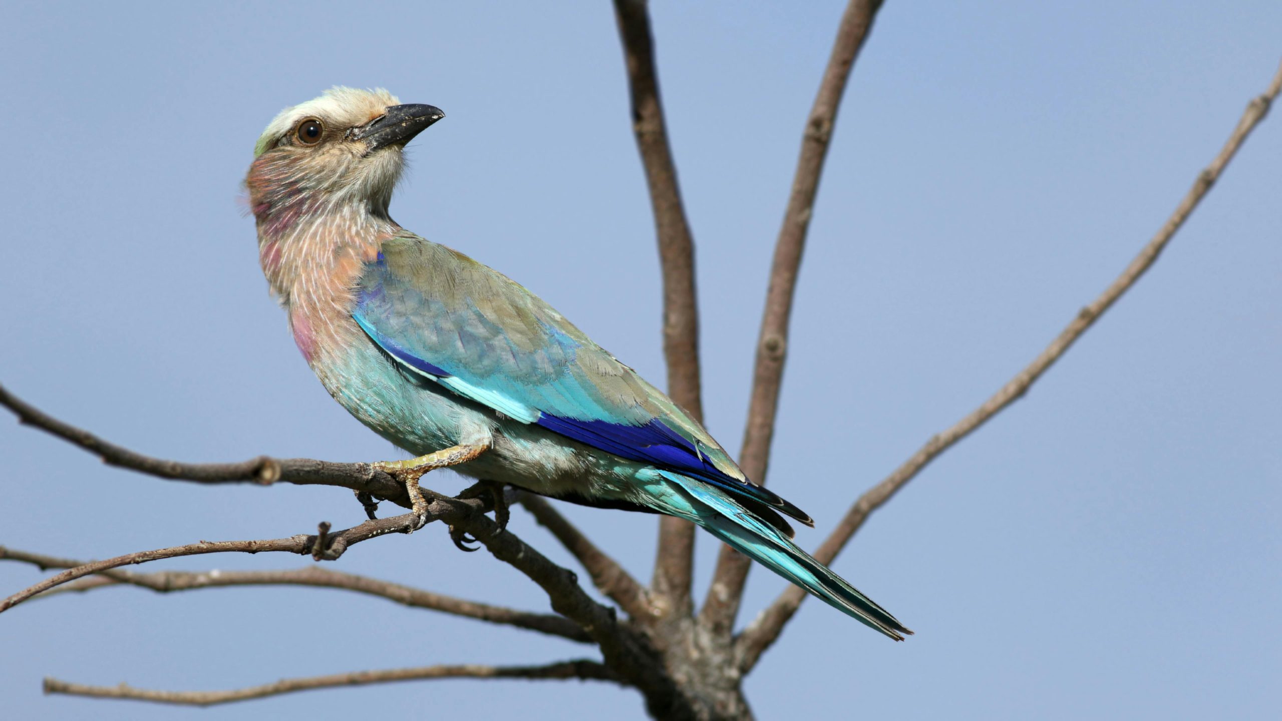 Lilac-Breasted Roller