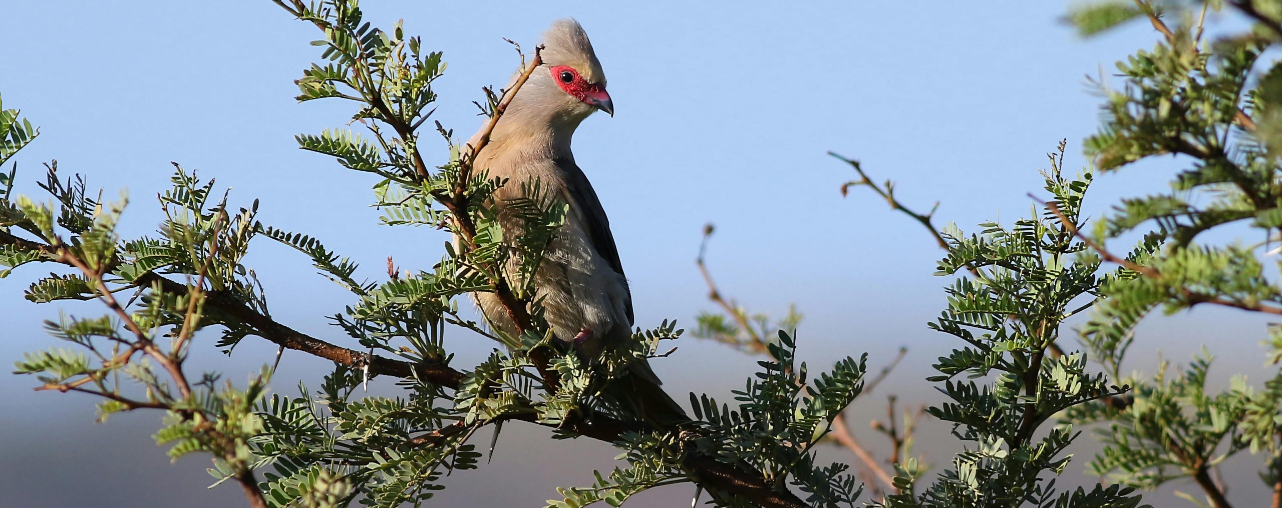 Blue-naped Mousebird
