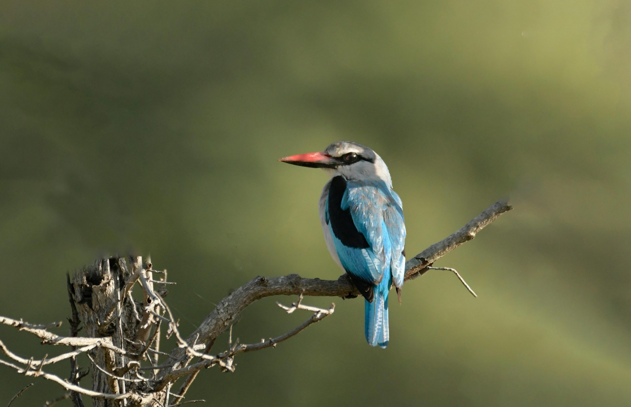 Blue-breasted Kingfisher