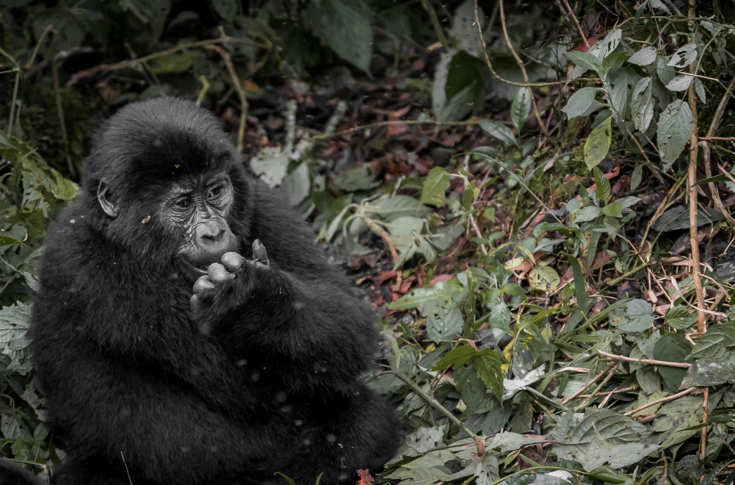 10 Days Uganda Gorilla Wildlife Safari