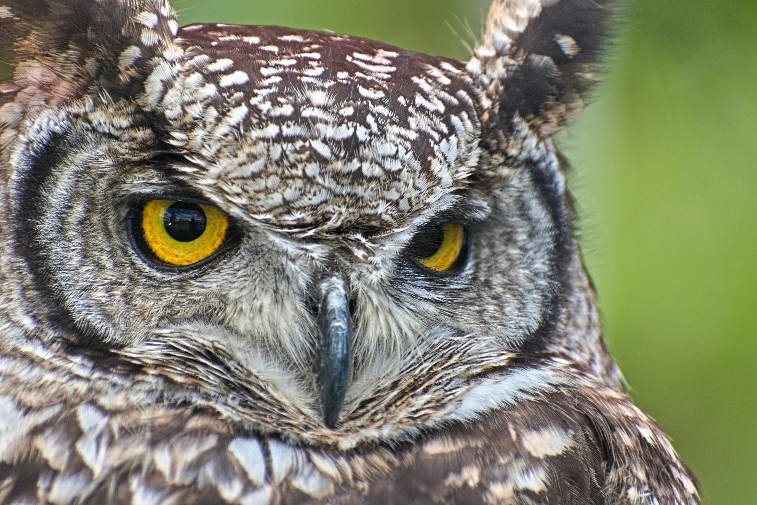 Verreaux's Eagle-Owl