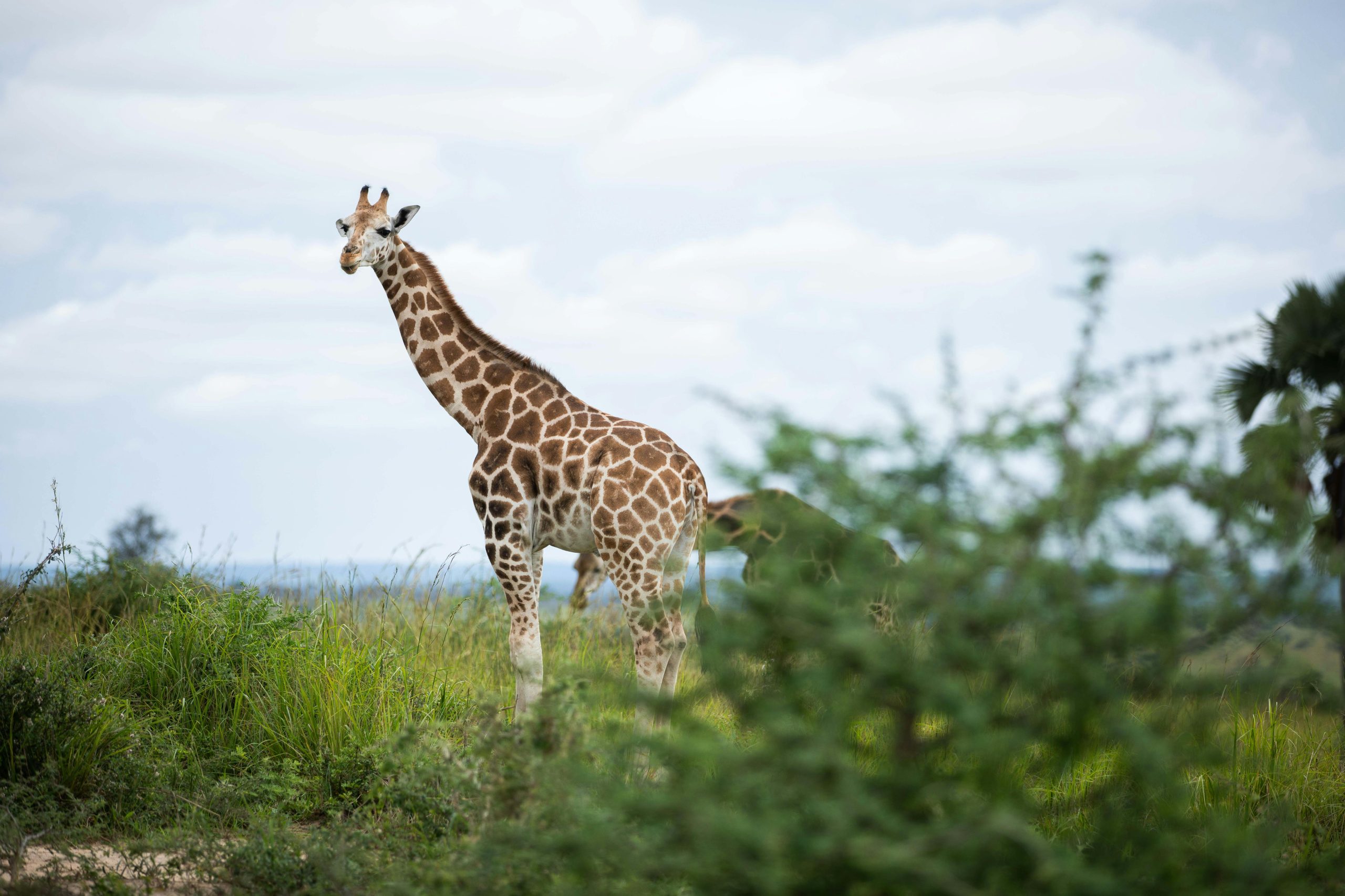 Best Uganda Safari Guides