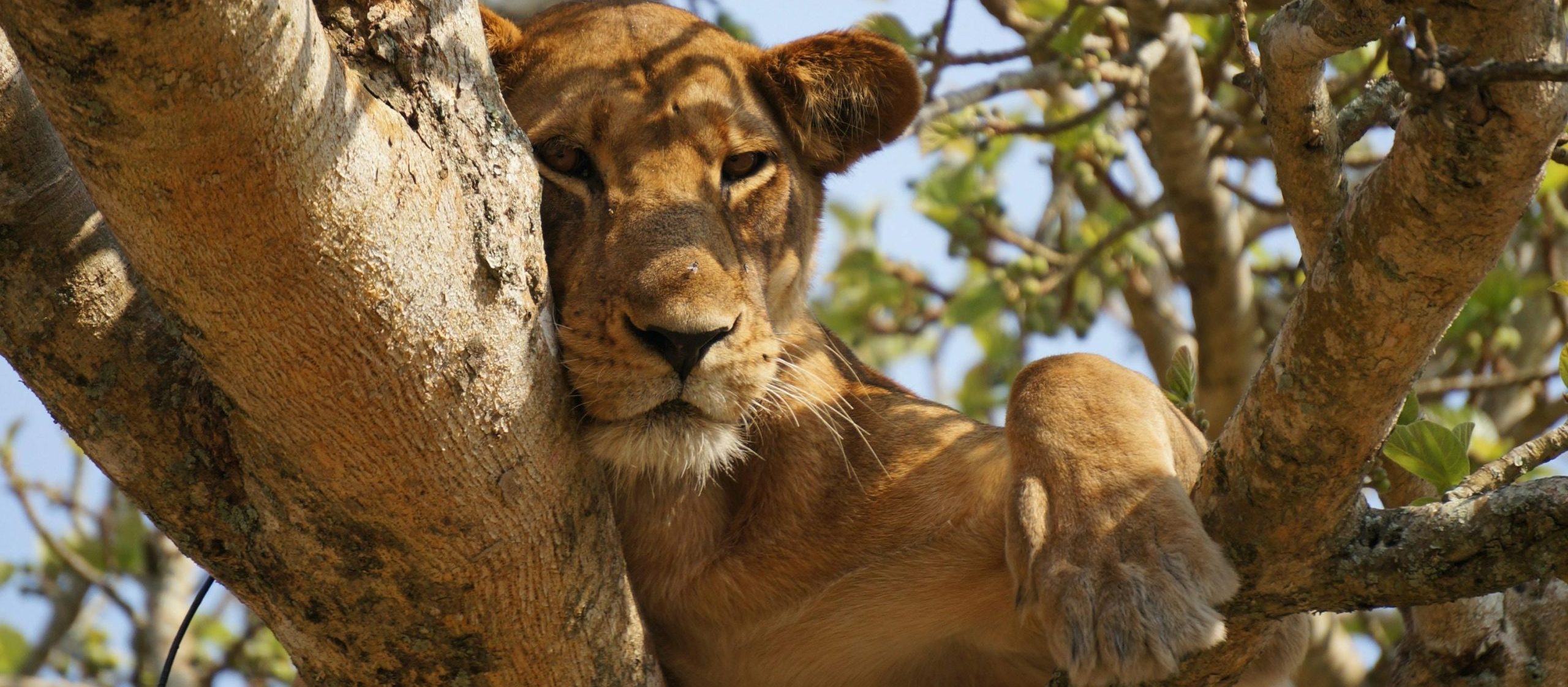 7-Days Uganda Safari