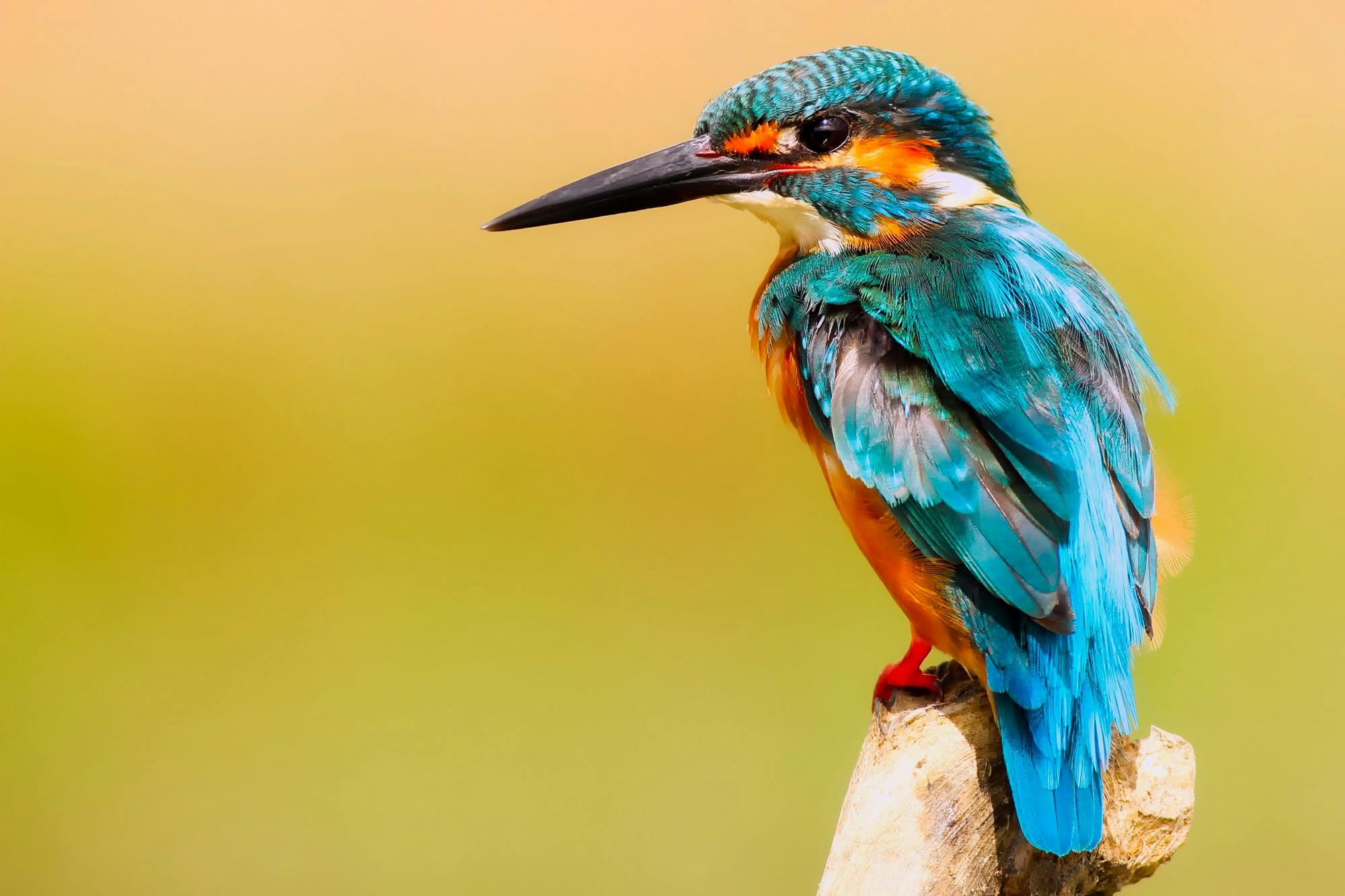 Malachite Kingfisher