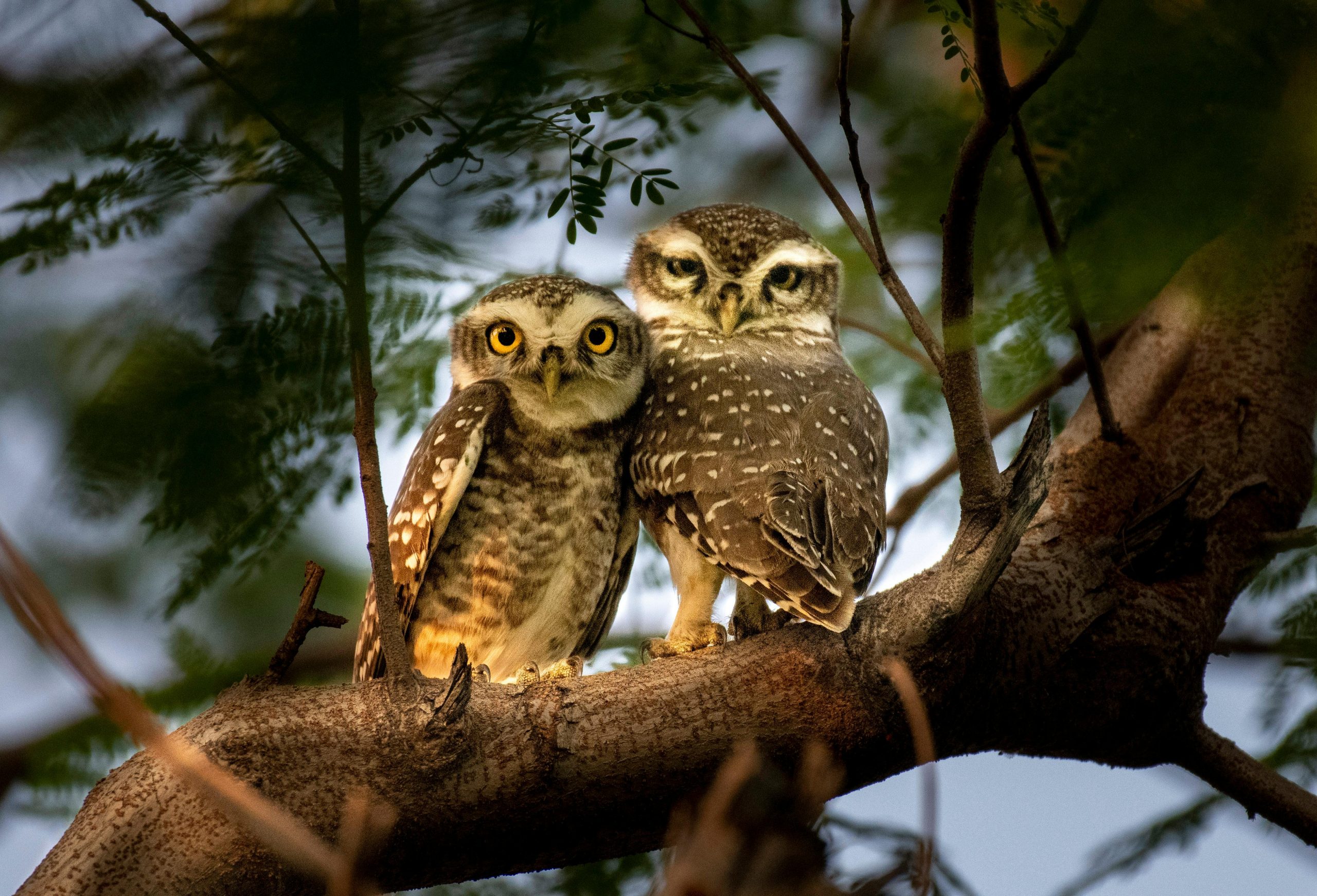 Pearl-spotted Owlet