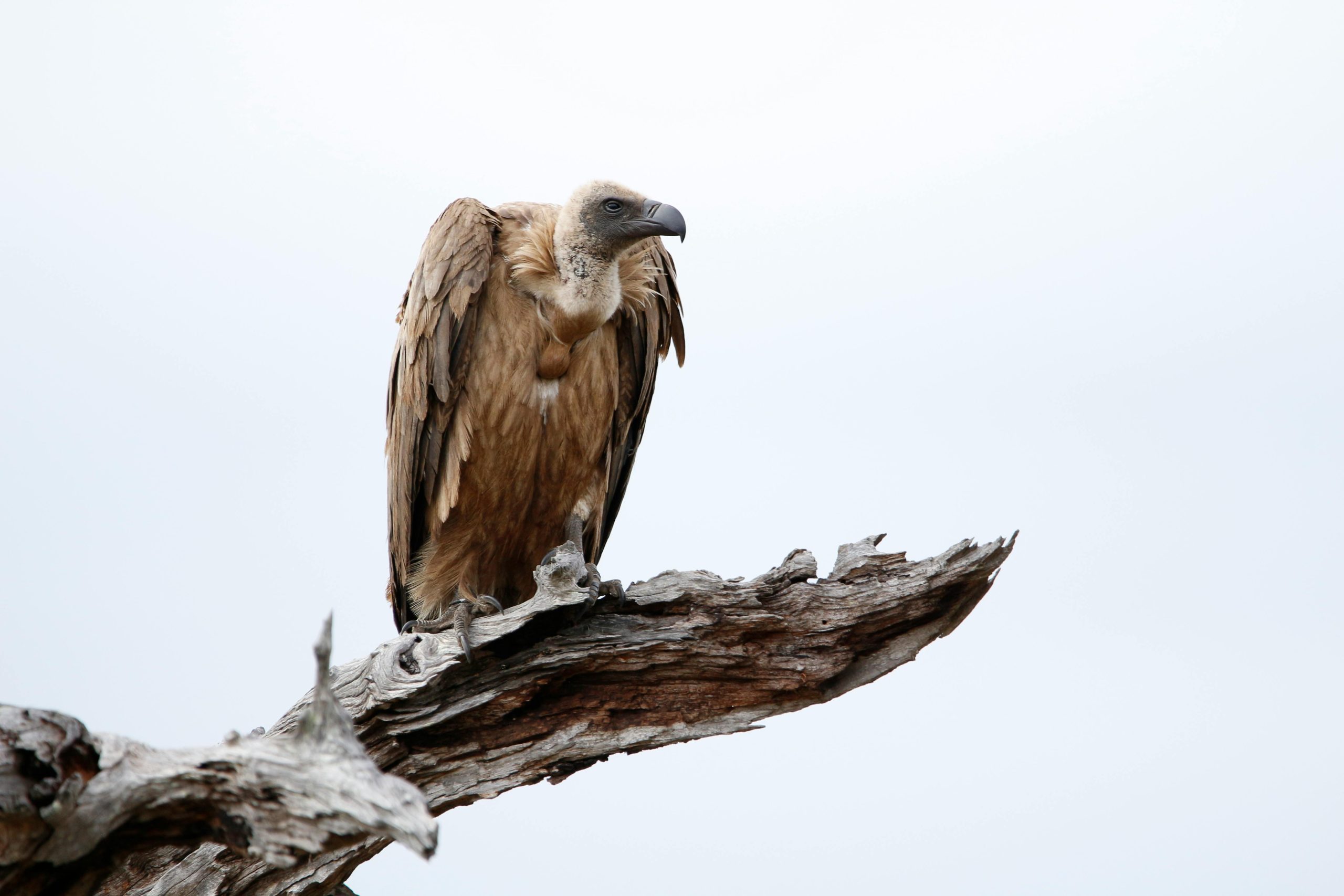 White-backed Vulture