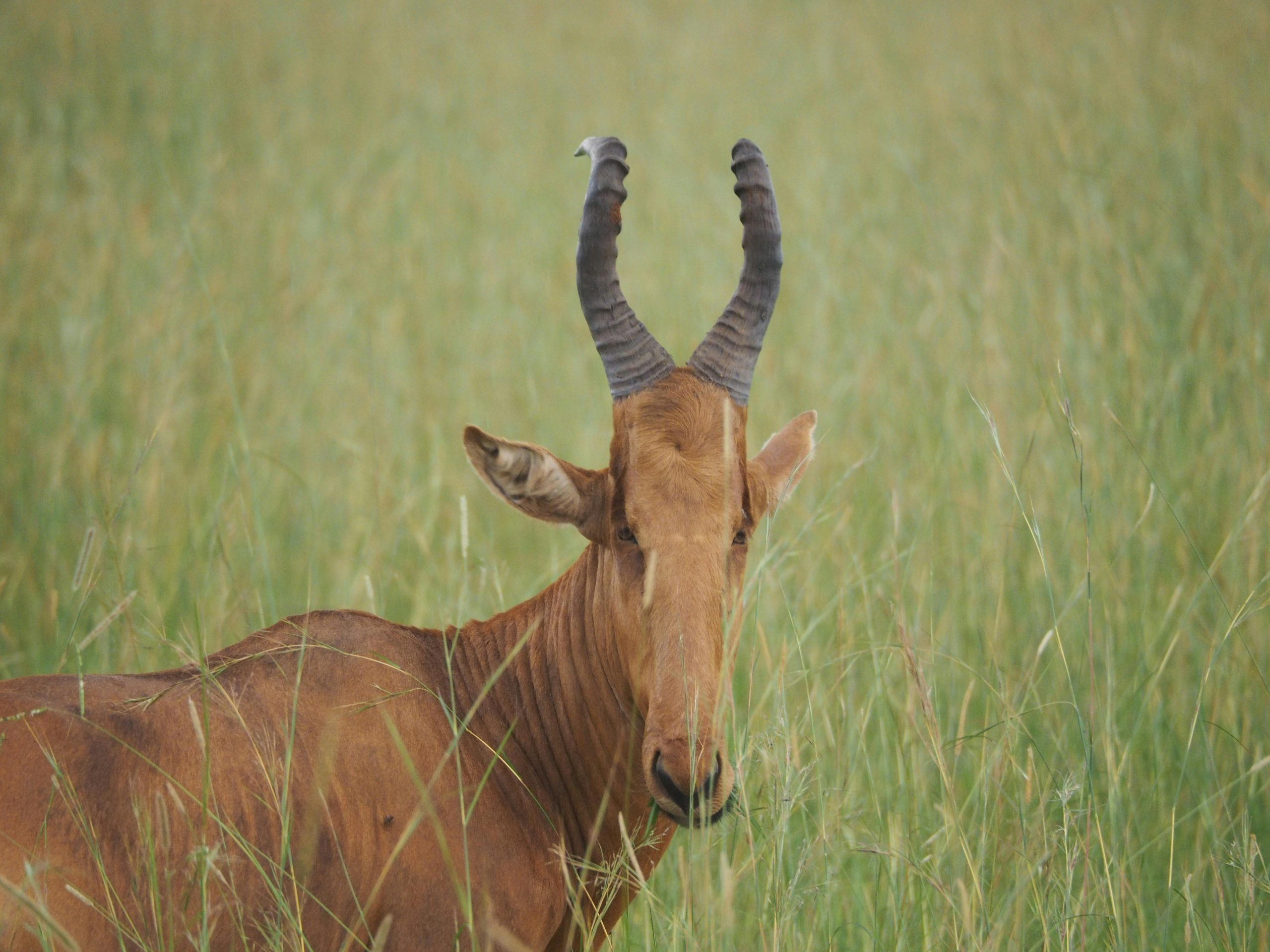 Find a Tour Guide Uganda