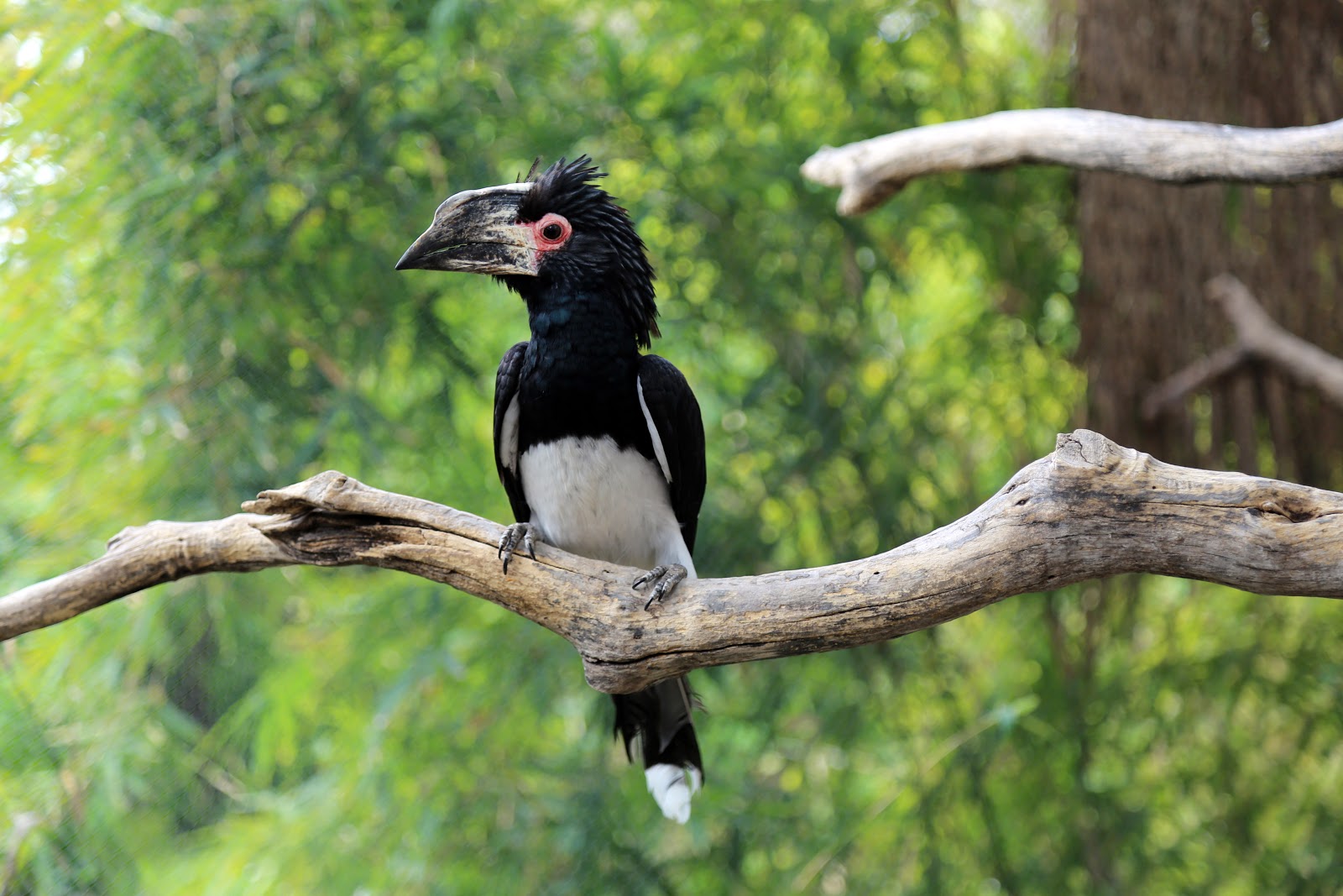 Trumpeter Hornbill