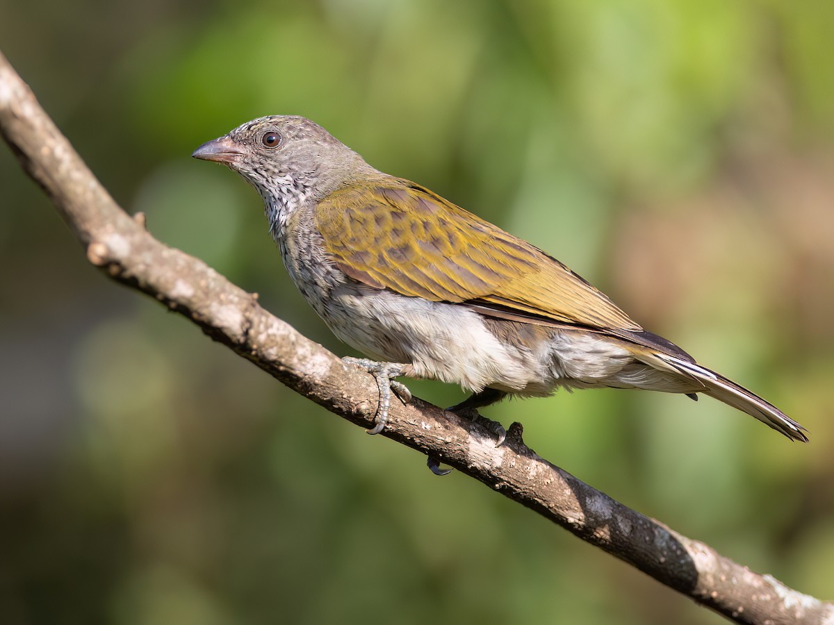 Scaly-throated Honeyguide