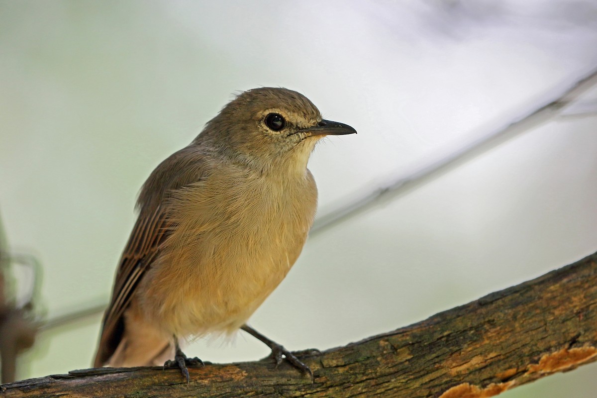 Pale Flycatcher