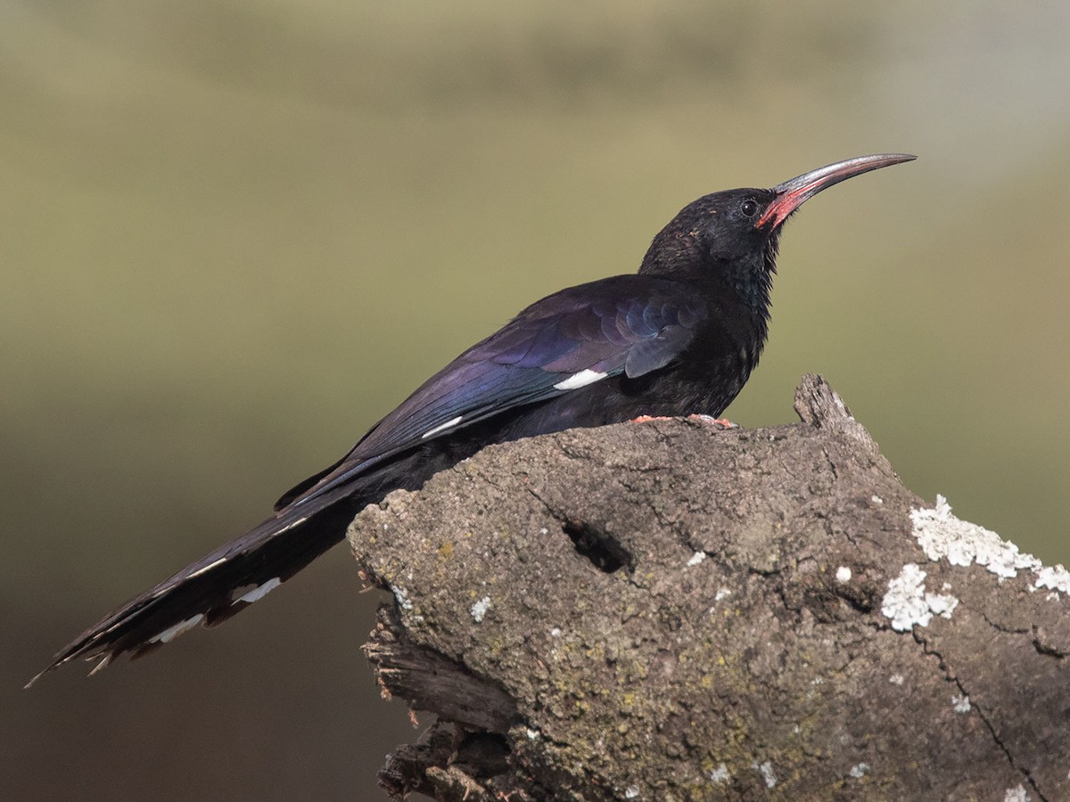 Black Billed Wood Hoopoe
