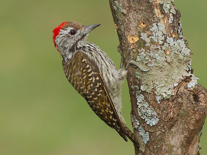 Cardinal Woodpecker