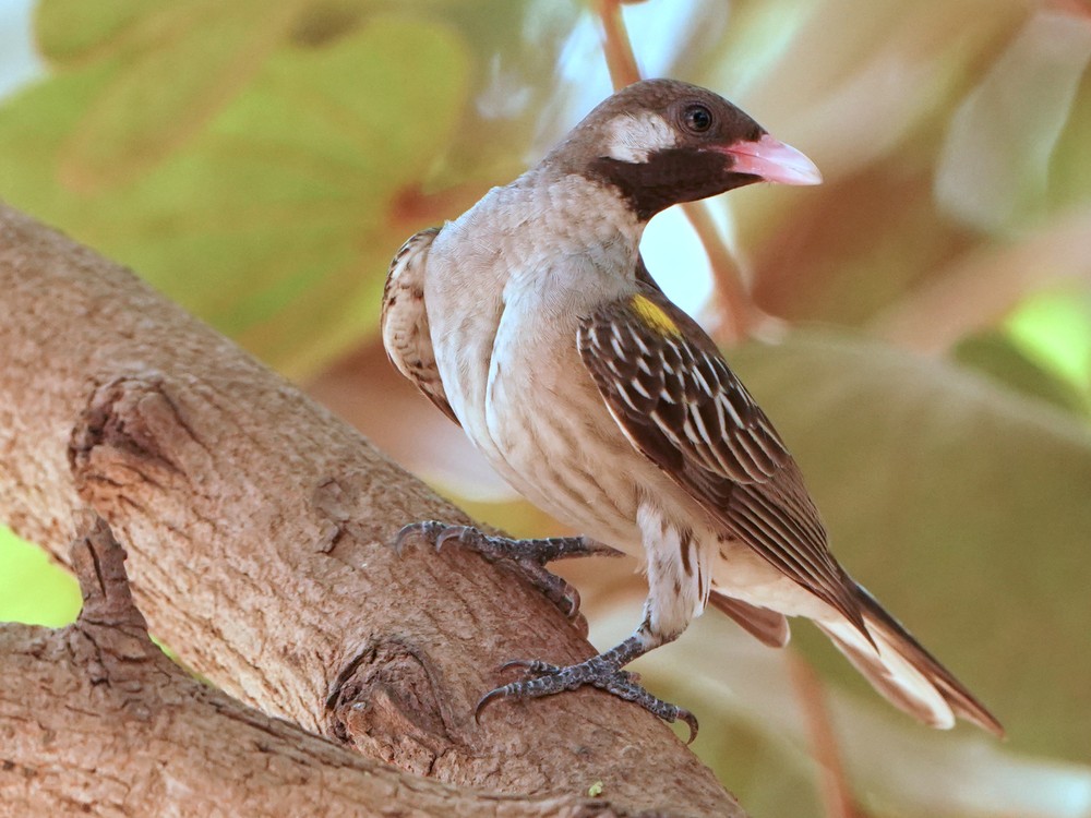Greater Honeyguide