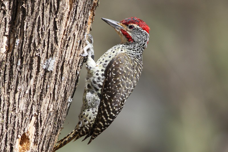 Nubian Woodpecker