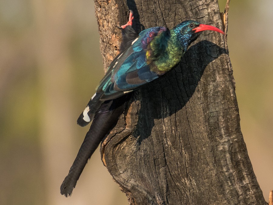 Green Wood Hoopoe